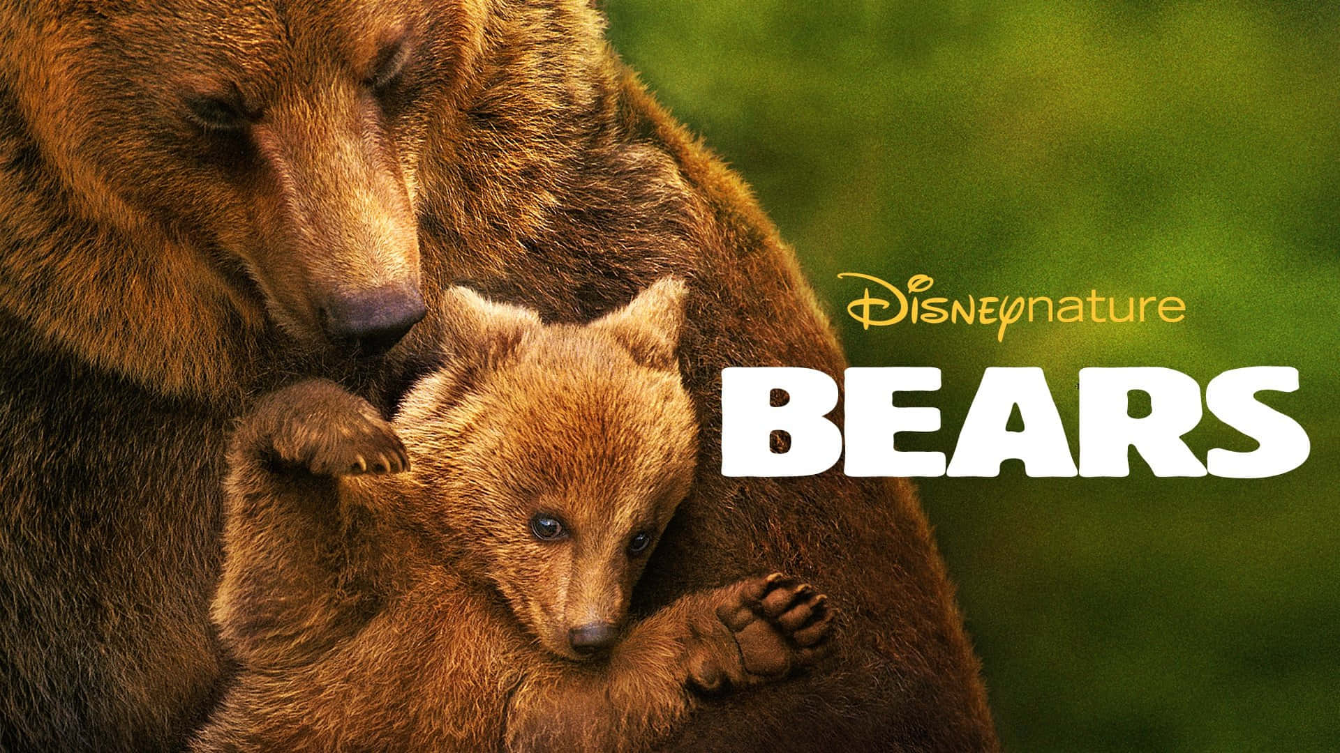 Brown Bears 桌布 壁紙 — 在茂密的綠色森林中，熊媽媽和她的幼熊依偎在一起的溫柔時刻。
