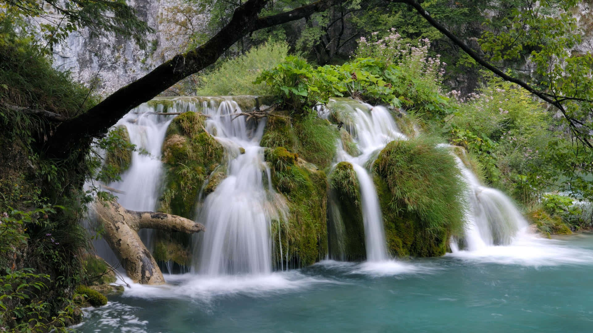 Moving Water 桌布 壁紙 — 在茂密綠樹的樹冠下，一道寧靜的碧綠水流流過長滿苔蘚的岩石。