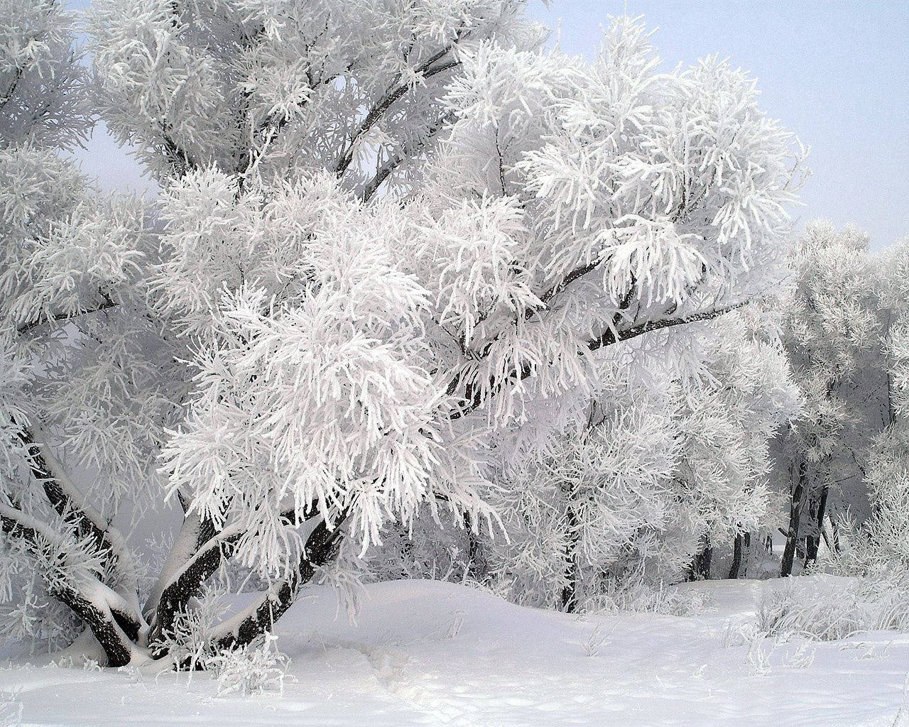 十二月 桌布 壁紙 — 在蒼白的天空下，樹木被霜和雪厚厚覆蓋的寧靜冬日場景。