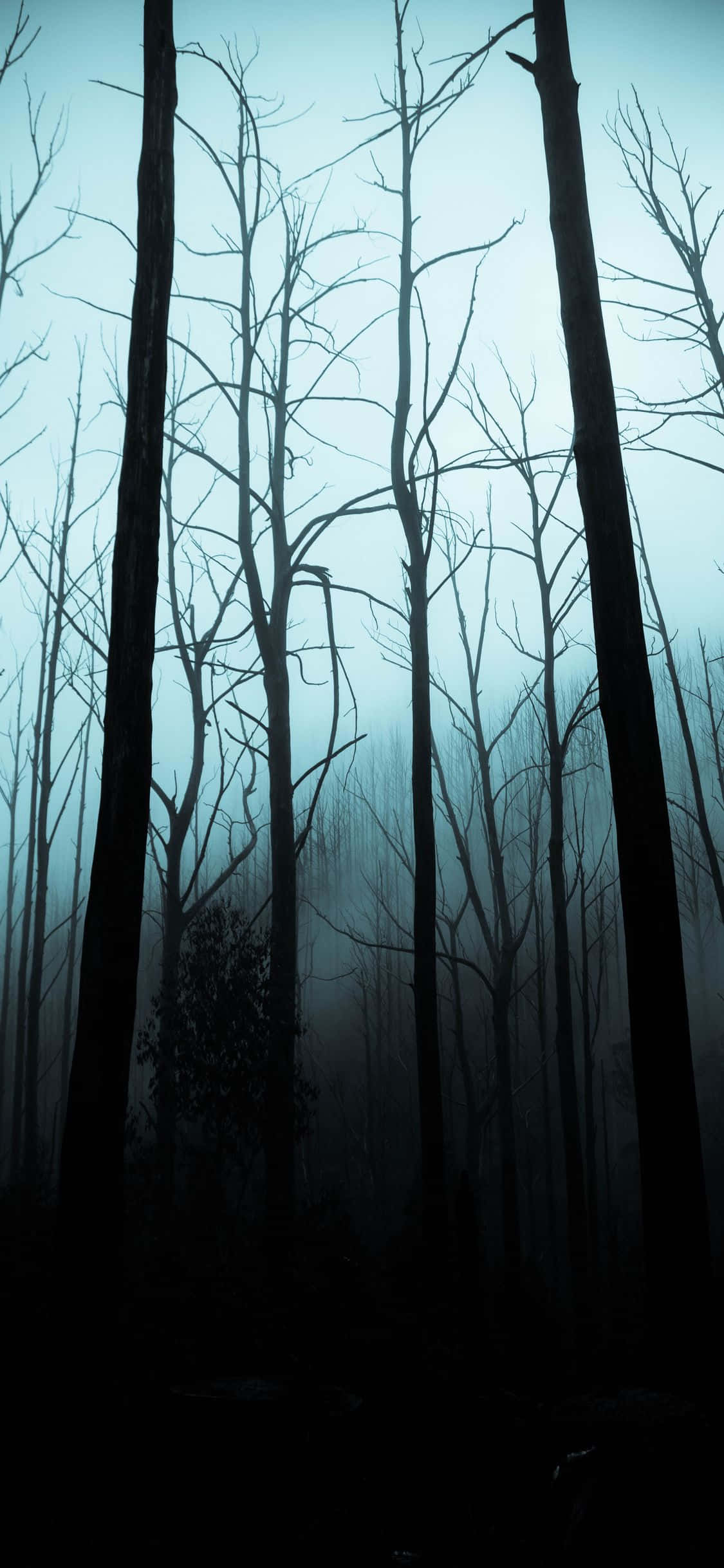 Spooky iPhone 桌布 壁紙 — 在蒼白的藍天下，光禿禿的樹木剪影穿過濃霧向上伸展，營造出令人難忘的森林場景。