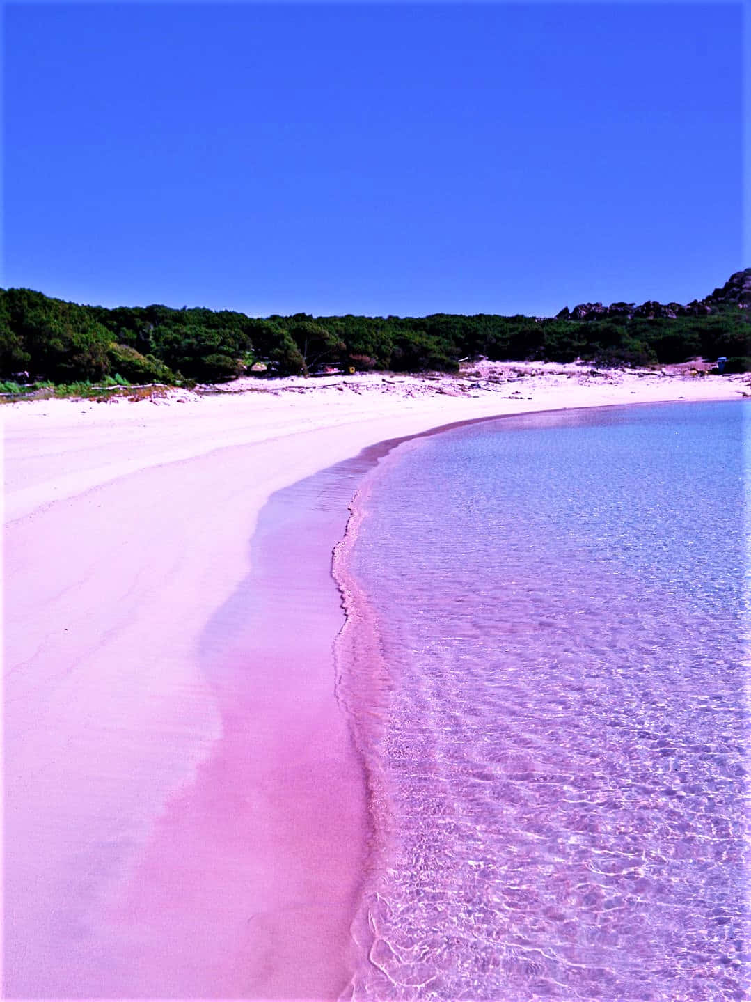 Pink Beach 桌布 壁紙 — 在蔚藍天空下，清澈的粉紅色海水輕拍海岸，一條寧靜的粉紅色沙灘溫柔地彎曲。