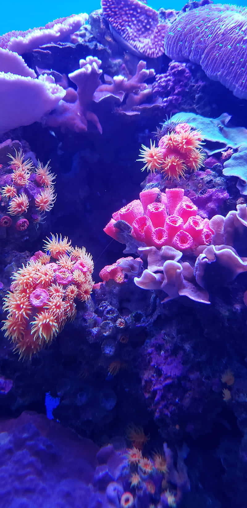 Coral Reef 桌布 壁紙 — 在藍色水族箱燈光下閃爍的粉紅色海葵和紫色珊瑚組成的充滿活力的珊瑚礁。