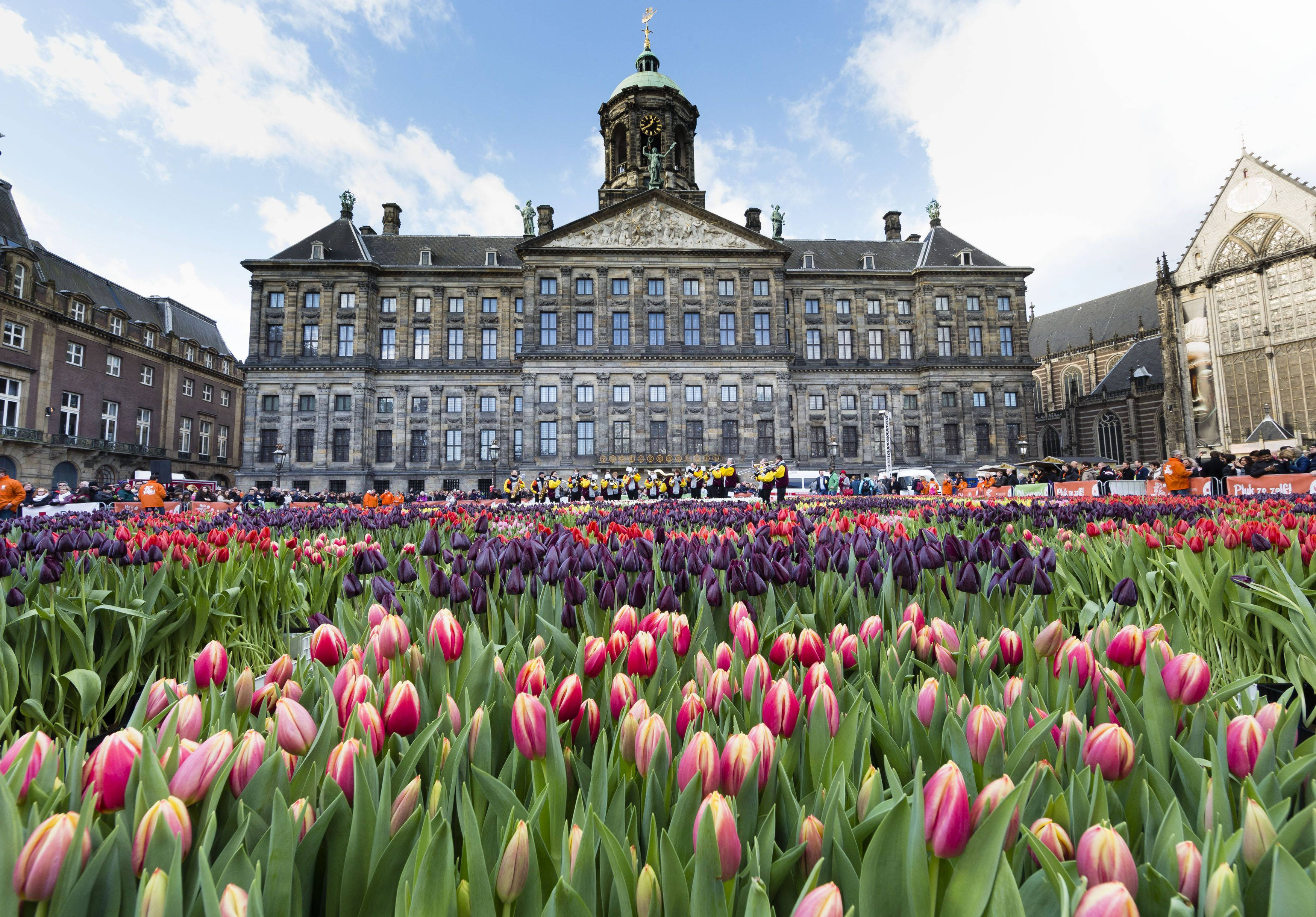 Amsterdam 桌布 壁紙 — 在部分多雲的天空下，阿姆斯特丹皇宮前色彩繽紛的鬱金香花田。