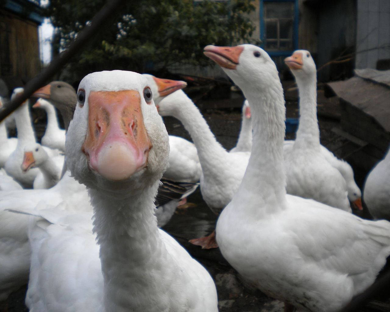 動物 桌布 壁紙 — 在鄉村戶外環境中，白色鵝隻橙色喙好奇地看著鏡頭的近距離特寫。