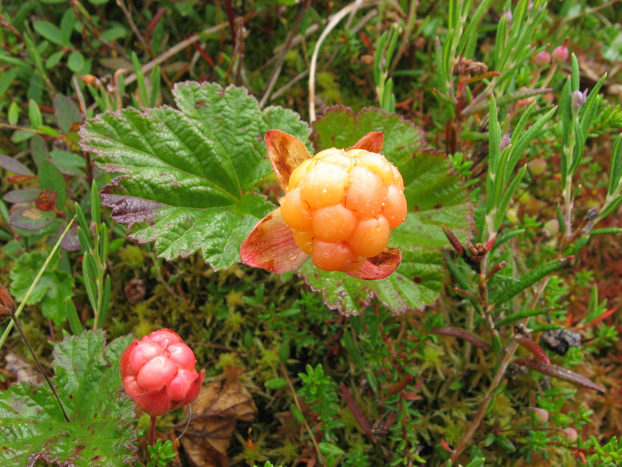 Berry 桌布 壁紙 — 在野生自然環境中，充滿活力的橙色和粉紅色漿果簇生長在茂密的綠色樹葉和苔蘚中。