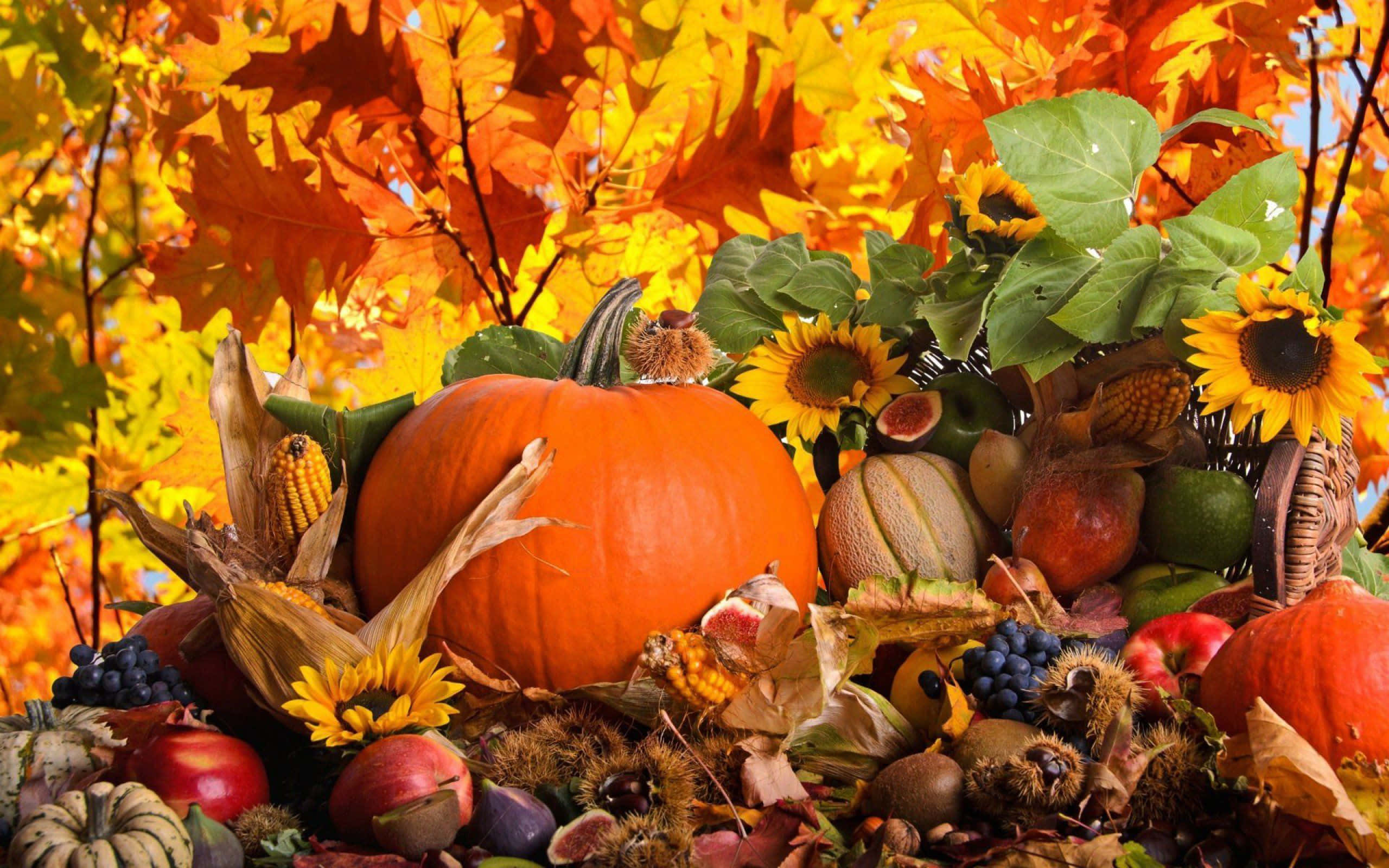 Beautiful Thanksgiving 桌布 壁紙 — 在金色楓葉下，以南瓜、向日葵和各種水果組成的充滿活力的秋季豐收展示。
