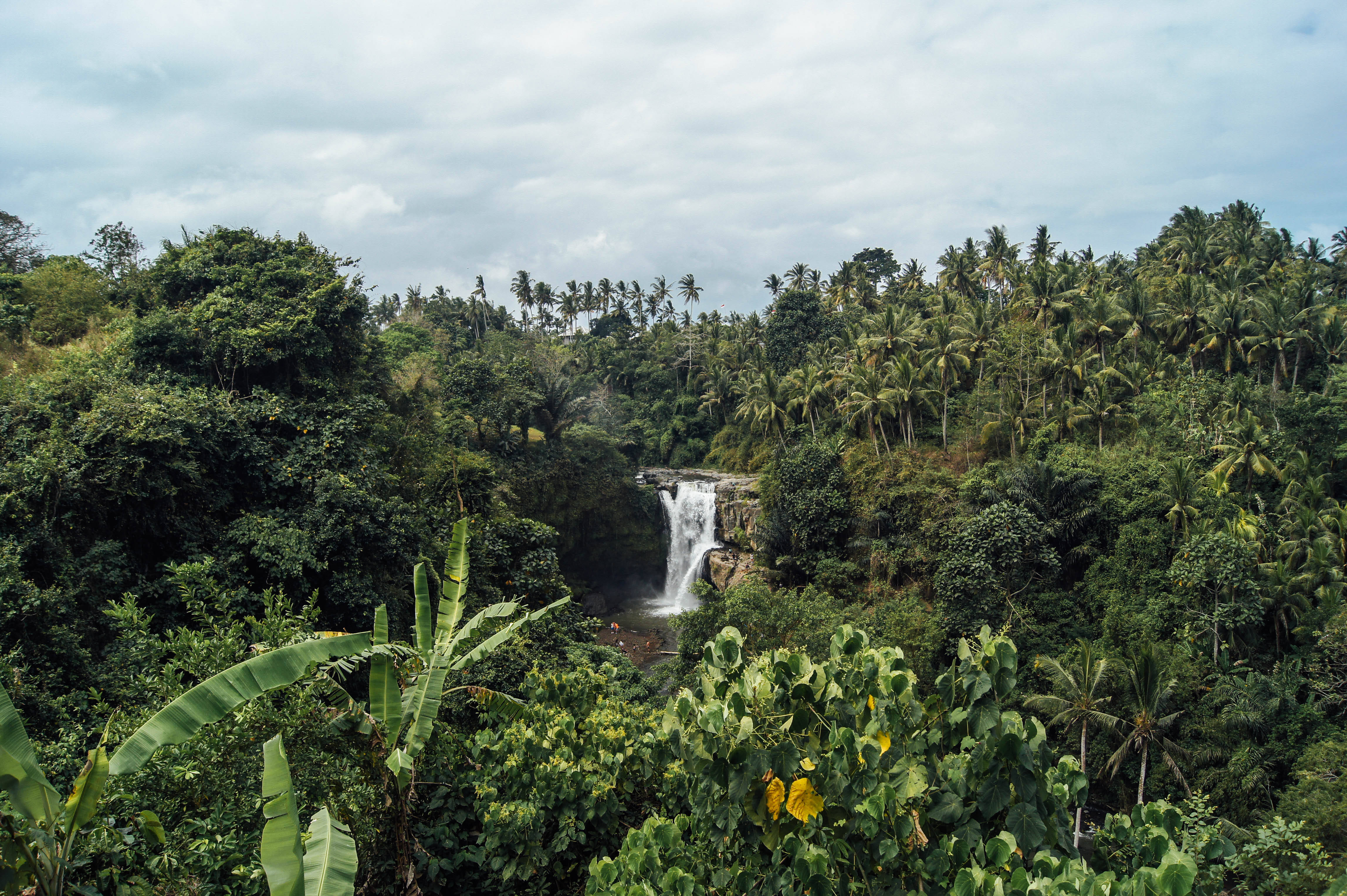 Rainforest 桌布 壁紙 — 在陰天、棕櫚樹和香蕉葉的前景下，一道寧靜的熱帶瀑布穿過茂密的綠色叢林傾瀉而下。