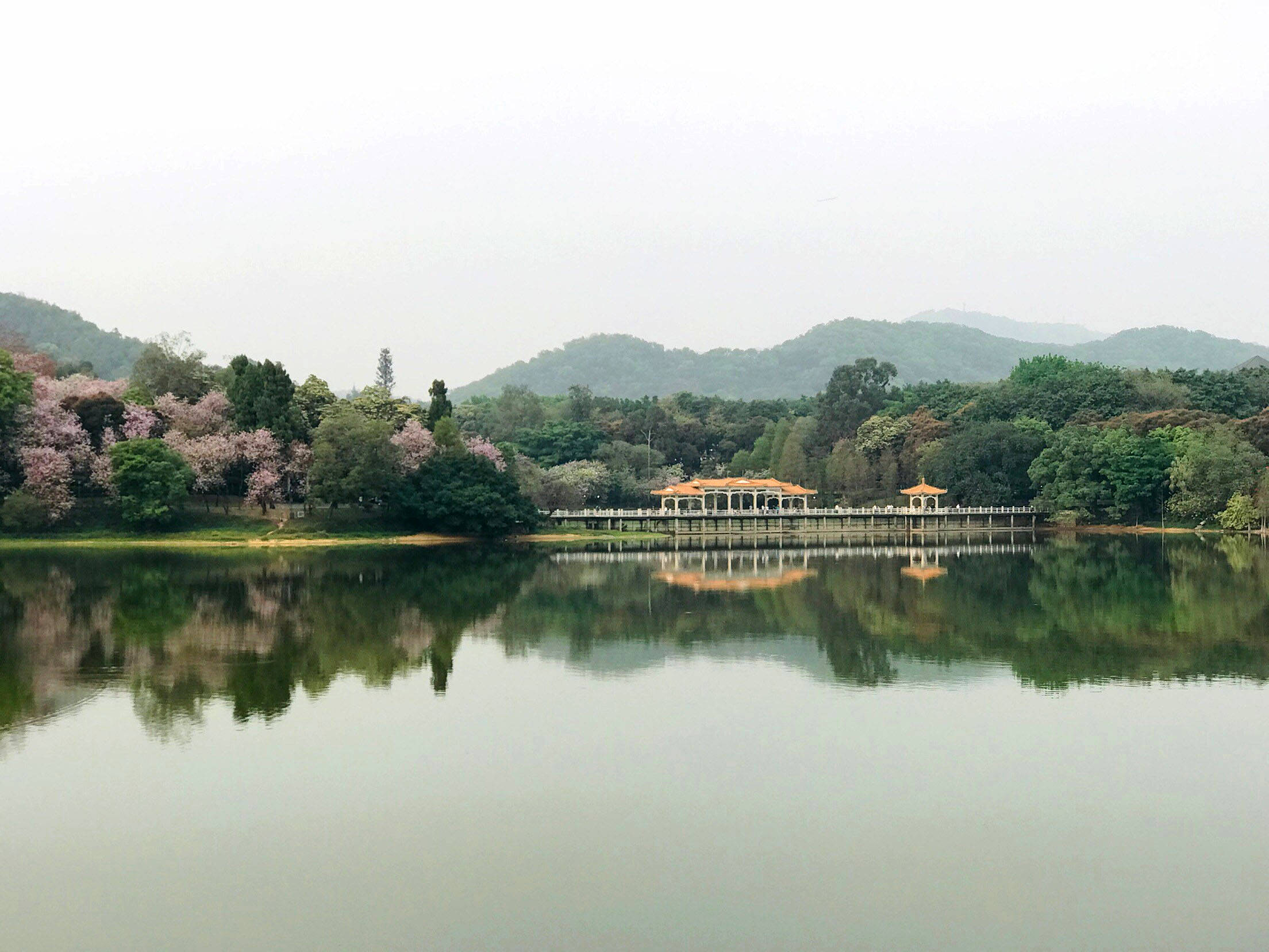 Guangzhou 桌布 壁紙 — 在陰天之下，寧靜的湖面映照著盛開的櫻花樹和遠山。