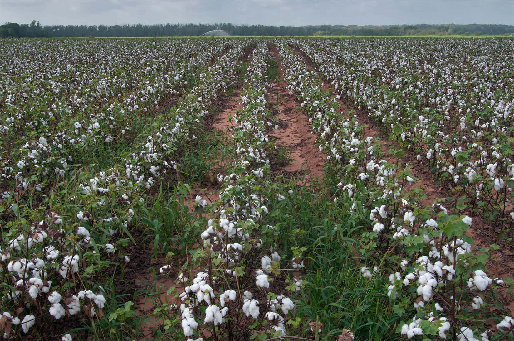 Cotton Field 桌布 壁紙 — 在陰天之下，廣闊農田中綠色莖稈之間盛開著一排排蓬鬆的白色棉鈴。