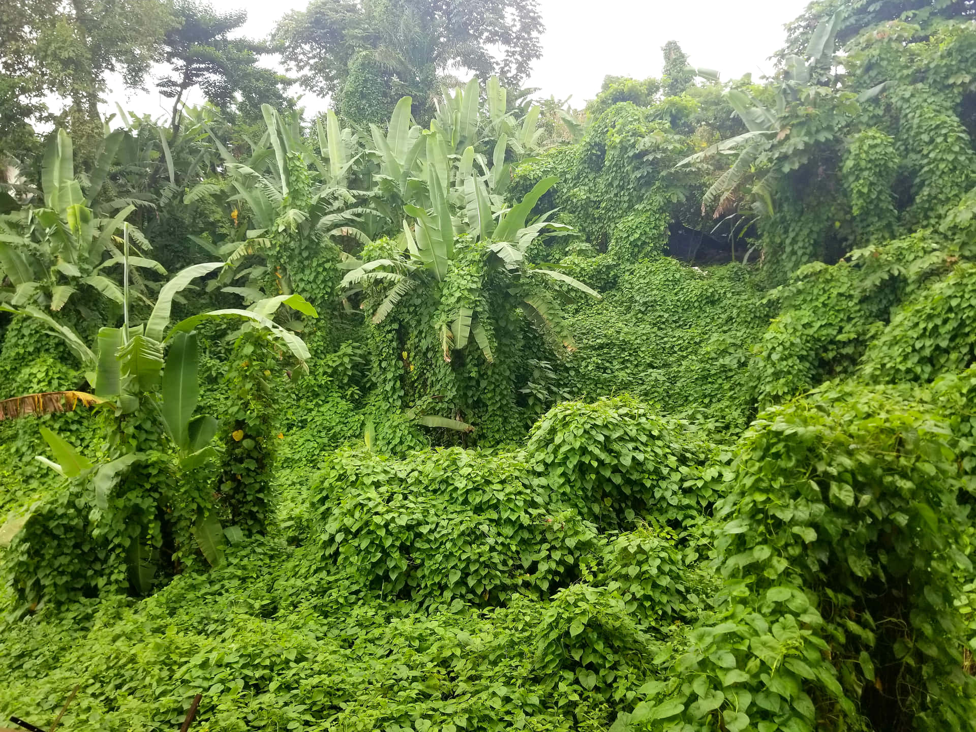 African natural vegetation 壁紙 — 在陰天之下，翠綠的藤蔓和香蕉葉的茂密叢林覆蓋了山坡。