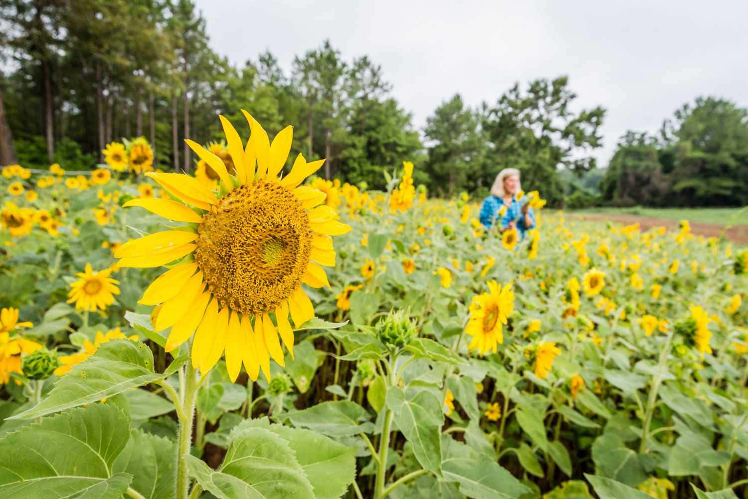 Beautiful Sunflower 桌布 壁紙 — 在陰天背景下，一片充滿活力的向日葵田，遠處有一個人。