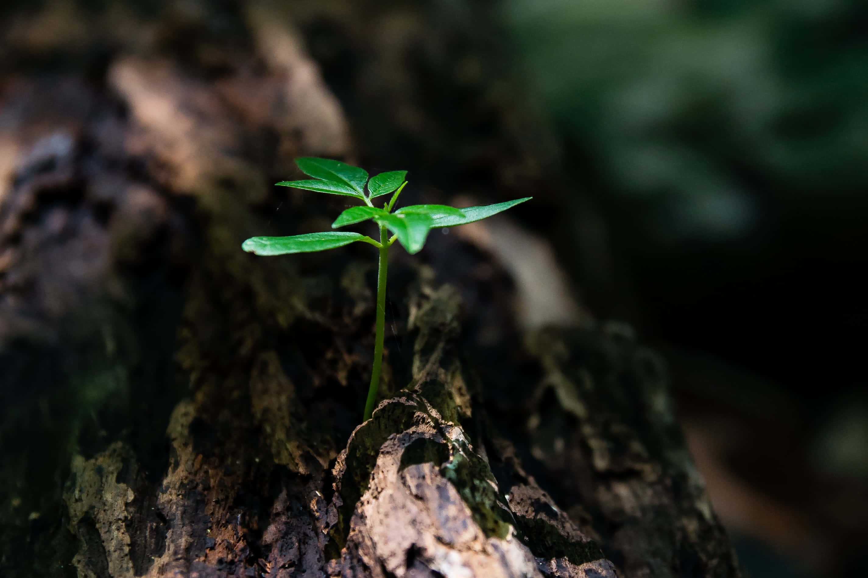 藝術 桌布 壁紙 — 在陰暗的森林中，一棵充滿活力的綠色嫩芽從腐爛木頭的裂開樹皮中頑強地冒出。