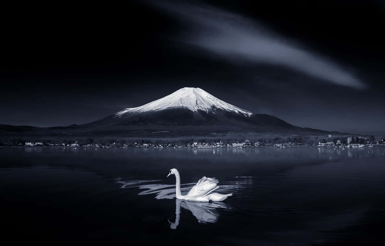 桌布 壁紙 — 在陰沉的夜空下，一隻孤獨的白天鵝在雄偉的積雪富士山下的黑暗湖面上滑行。