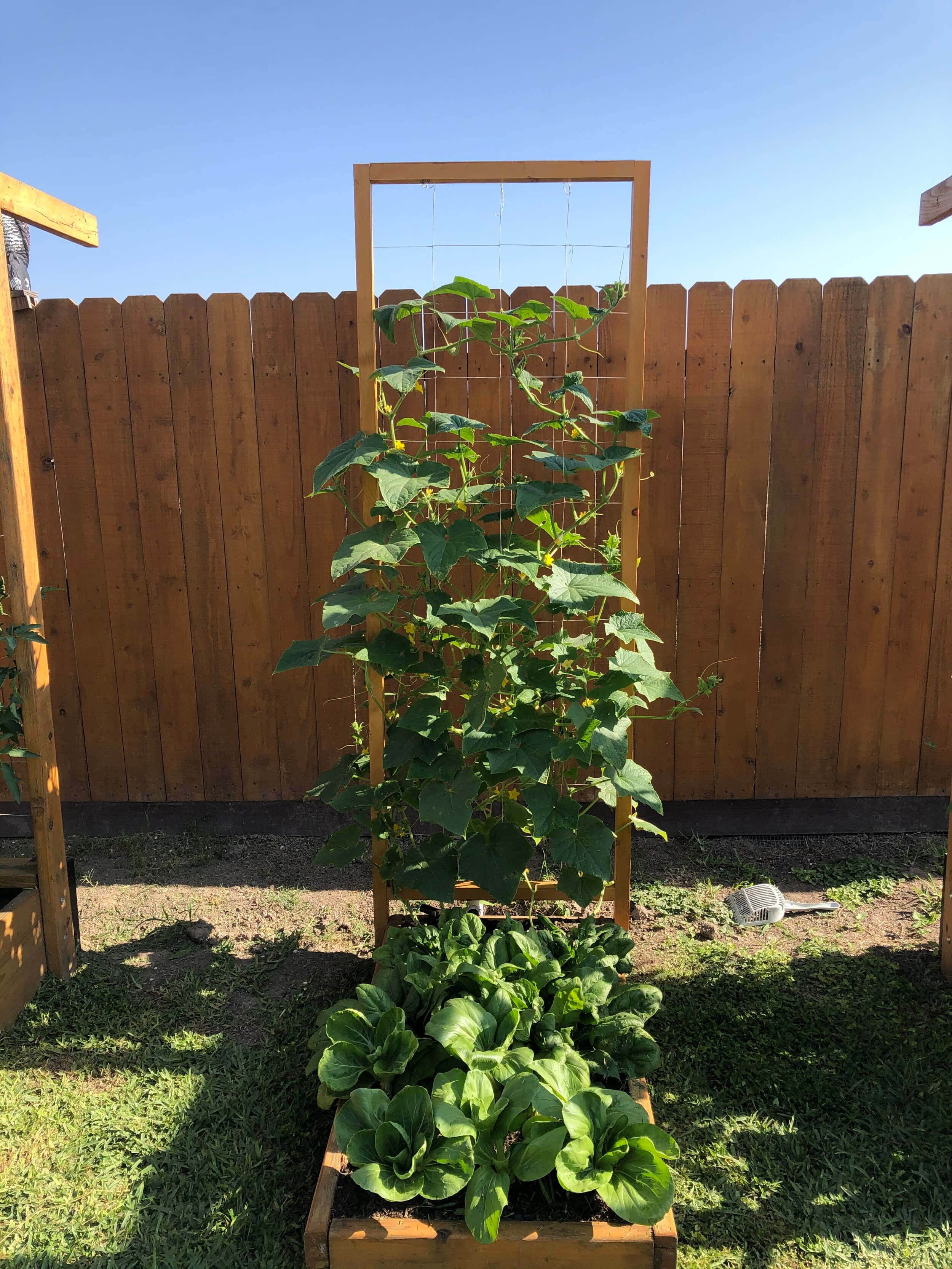Garden 桌布 壁紙 — 在陽光明媚的後院花園中，一片茂盛的綠色藤蔓攀爬在木製棚架上，旁邊是一個種植綠葉蔬菜的高架苗床。