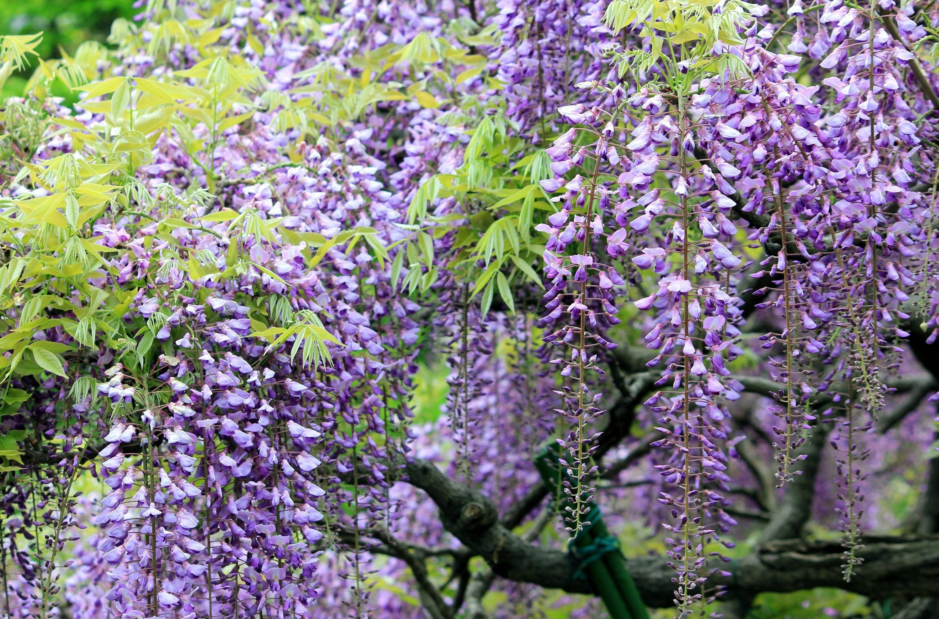 Violet 桌布 壁紙 — 在陽光明媚的日子裡，充滿活力的紫色紫藤花簇擁著新鮮的綠葉，如瀑布般垂落。