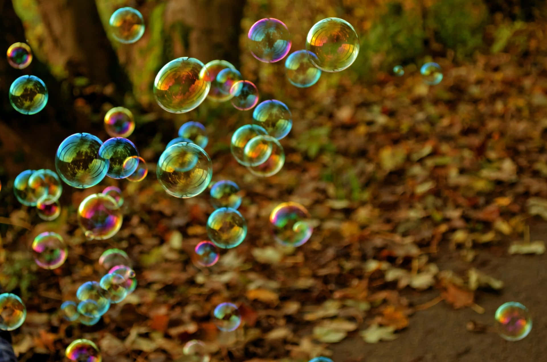 Bubbles 桌布 壁紙 — 在陽光明媚的森林中，虹彩肥皂泡優雅地飄浮在落葉地毯上。