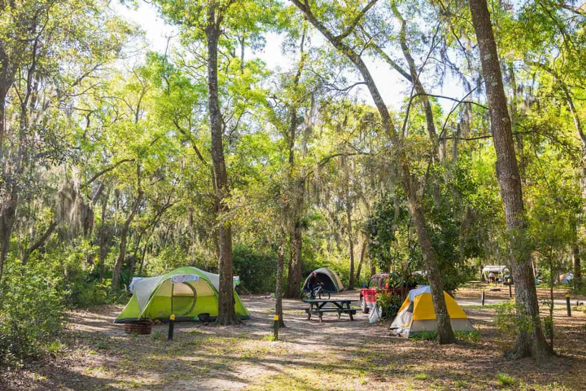 Fall Camping 桌布 壁紙 — 在陽光明媚的森林露營地中，帳篷和野餐桌被長滿苔蘚的樹木環繞。