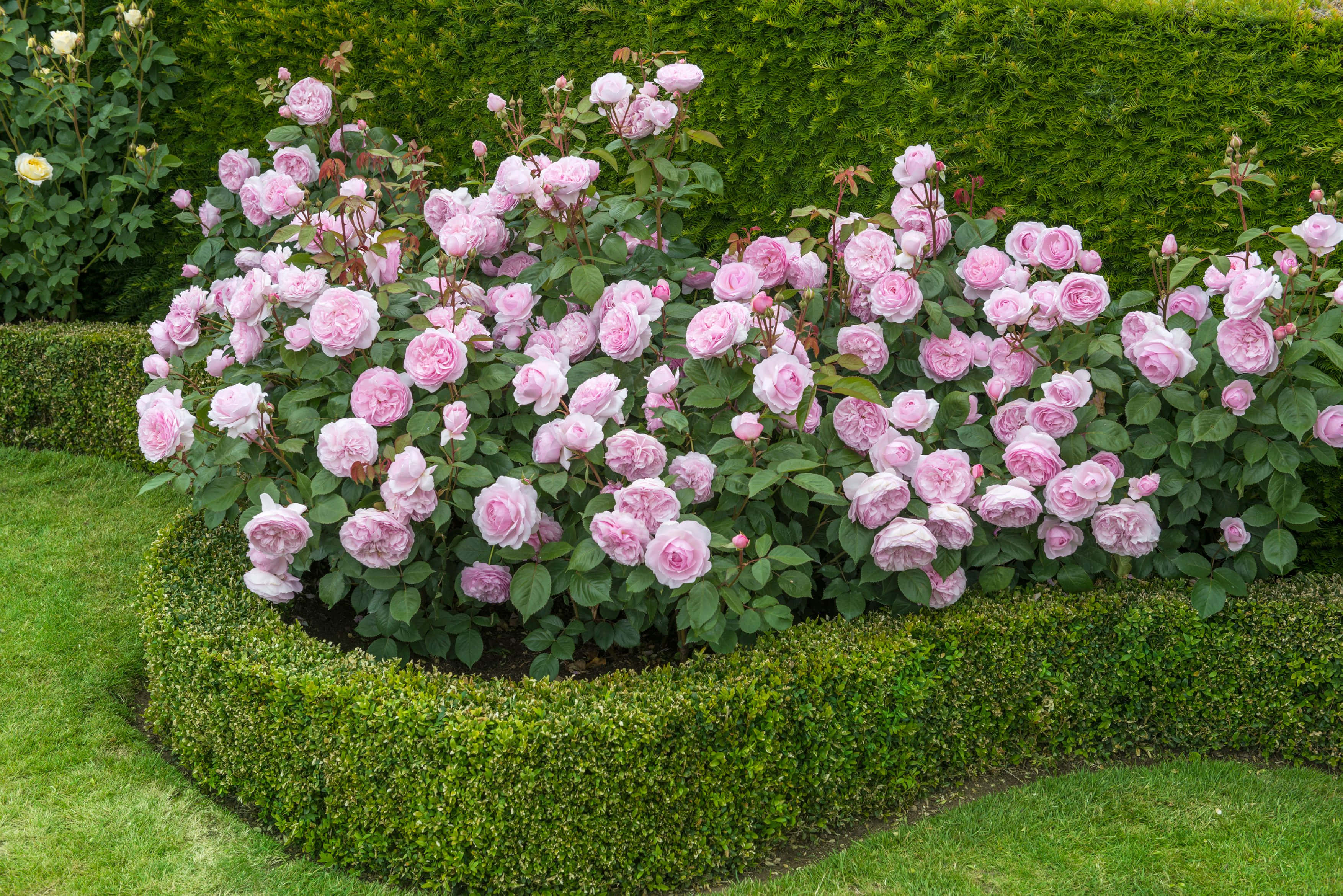 Rose Garden 桌布 壁紙 — 在陽光明媚的花園中，整齊修剪的綠色樹籬邊界內，茂盛的粉紅玫瑰盛開著。