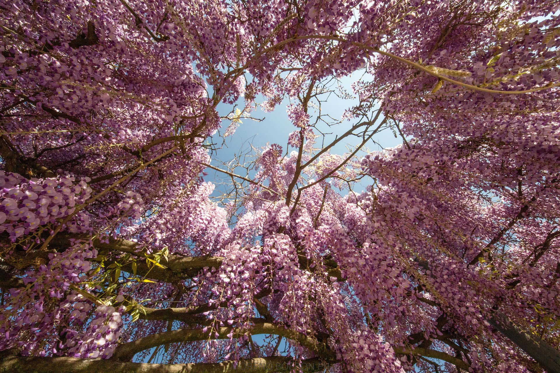 Blooming Trees 桌布 壁紙 — 在陽光明媚的花園中，紫色紫藤花層層疊疊的鮮豔樹冠，框住了一片晴朗的藍天。