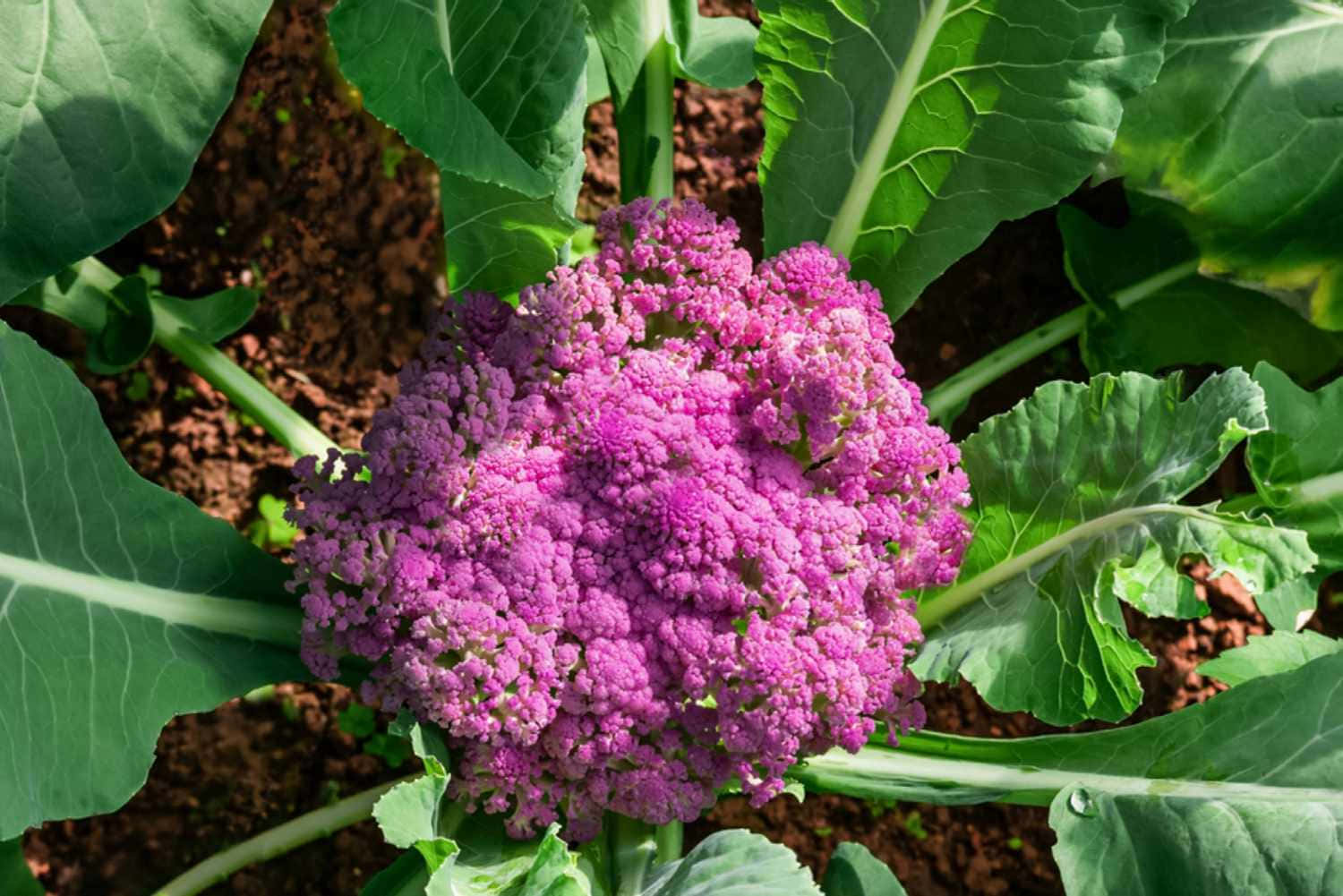 Purple Cauliflower 桌布 壁紙 — 在陽光明媚的花園苗床中，一棵充滿活力的紫色花椰菜在茂盛的綠葉間綻放。