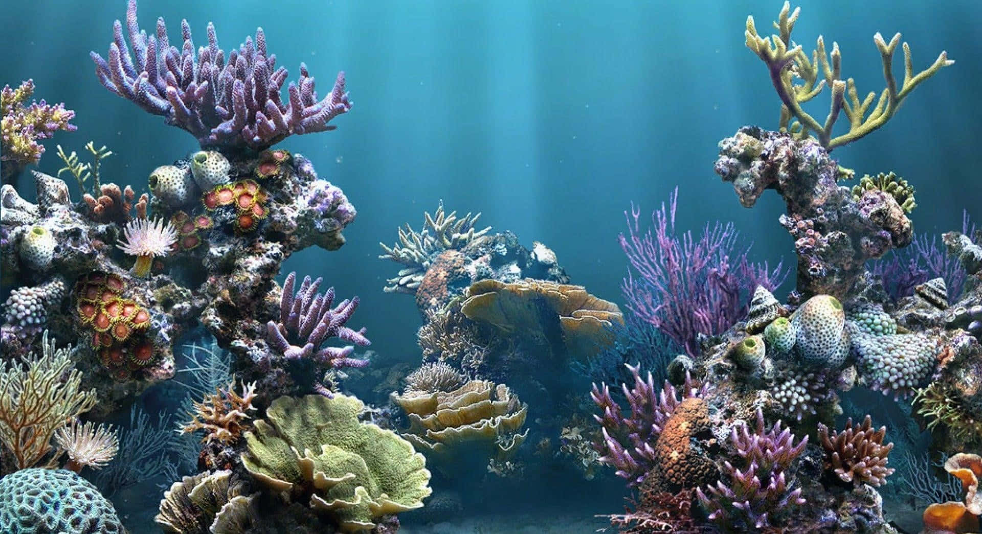 桌布 壁紙 — 在陽光照耀的藍色海水下，充滿色彩繽紛海洋生物的活力珊瑚礁。