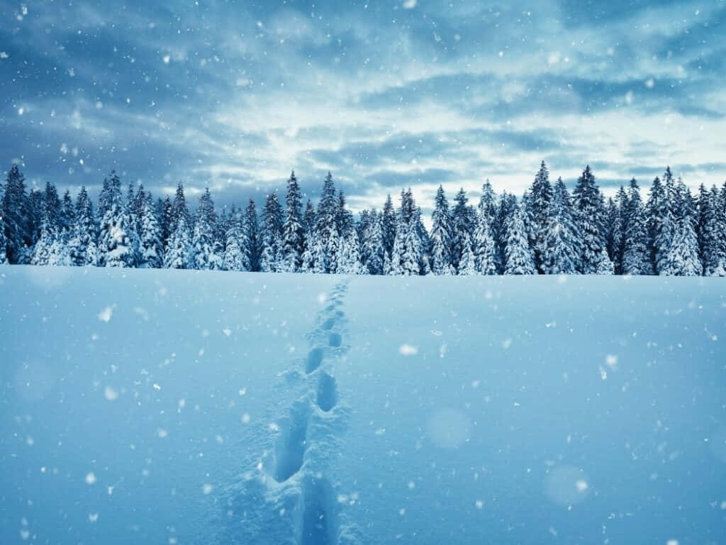 雪景 桌布 壁紙 — 在雪天下，一條孤獨的足跡穿過新雪，通往被雪覆蓋的松樹林。
