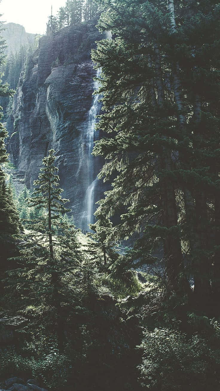 Trees iPhone 桌布 壁紙 — 在霧氣瀰漫的森林中，一道寧靜的瀑布從長滿苔蘚的懸崖上傾瀉而下，周圍環繞著高聳的常綠樹。