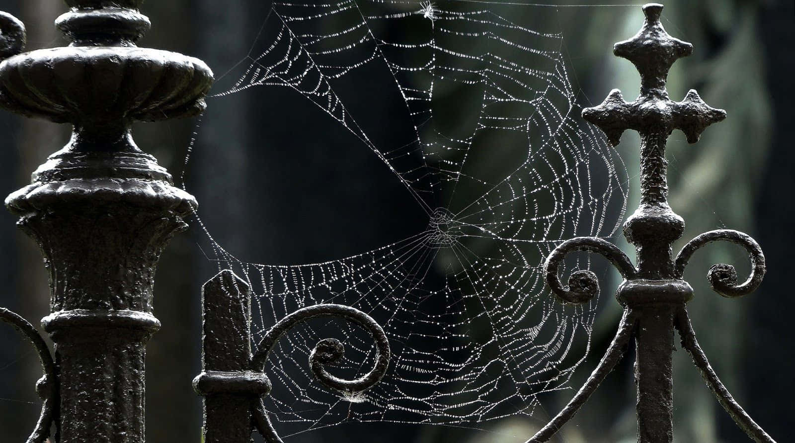 Spider Web 桌布 壁紙 — 在霧氣瀰漫的花園中，精緻的蜘蛛網在華麗的鍛鐵圍欄柱之間閃爍著露珠。