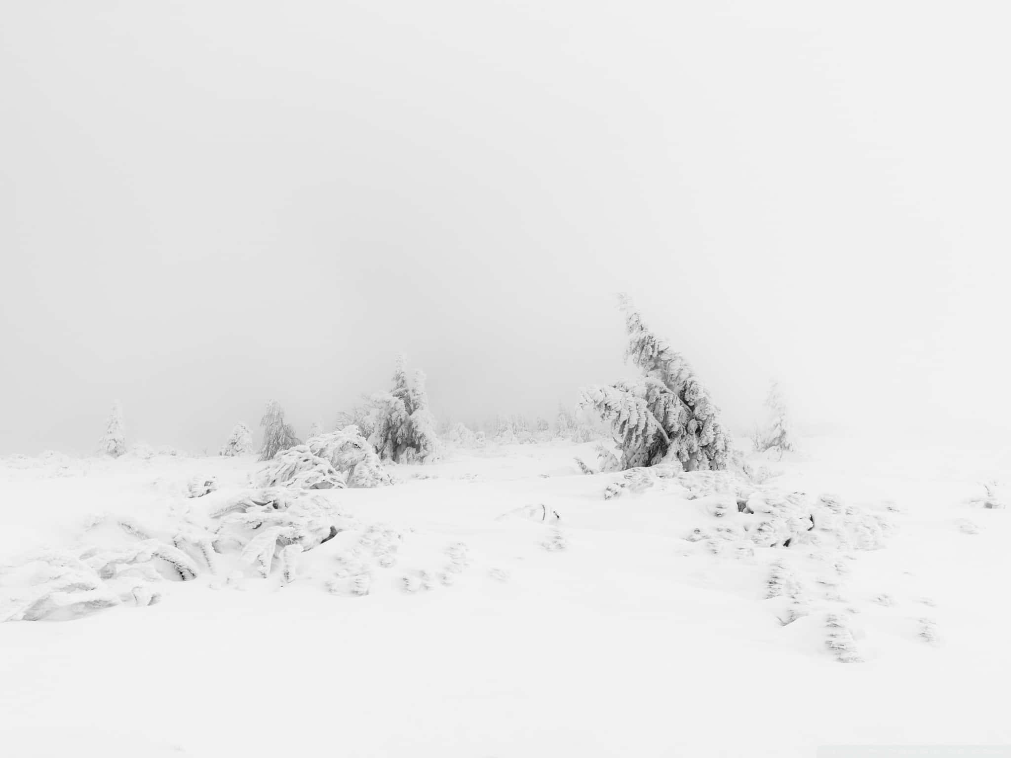桌布 壁紙 — 在霧濛濛的灰色天空下，白雪覆蓋的樹木和岩石構成寧靜的冬日景色。