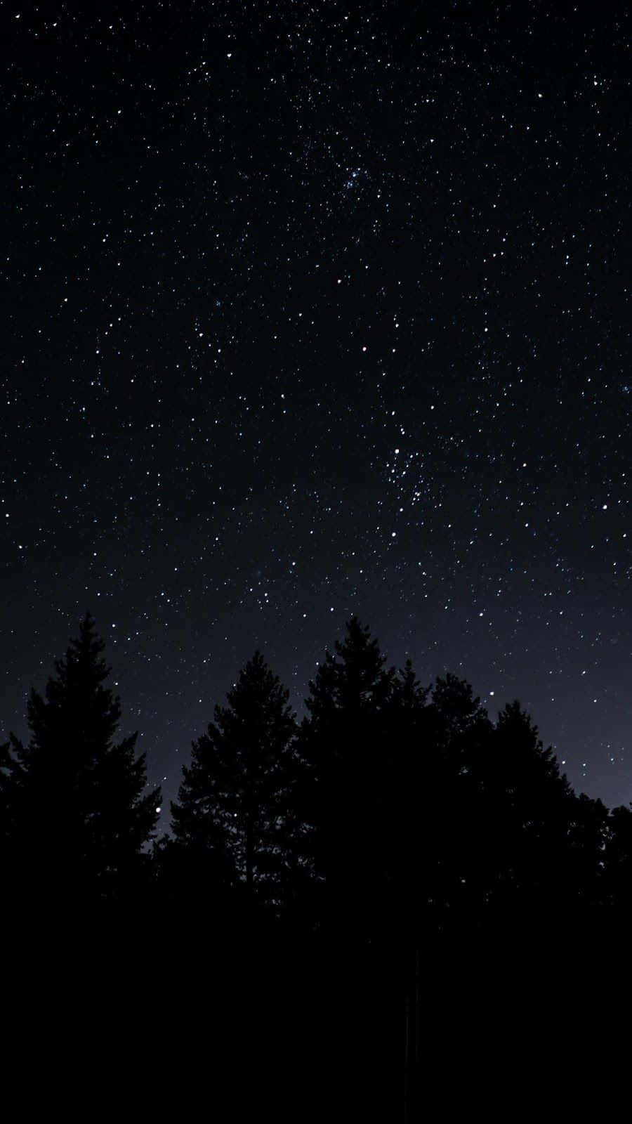 Stars 桌布 壁紙 — 在高聳松樹的黑暗輪廓上方，充滿無數閃爍星星的星空夜空。