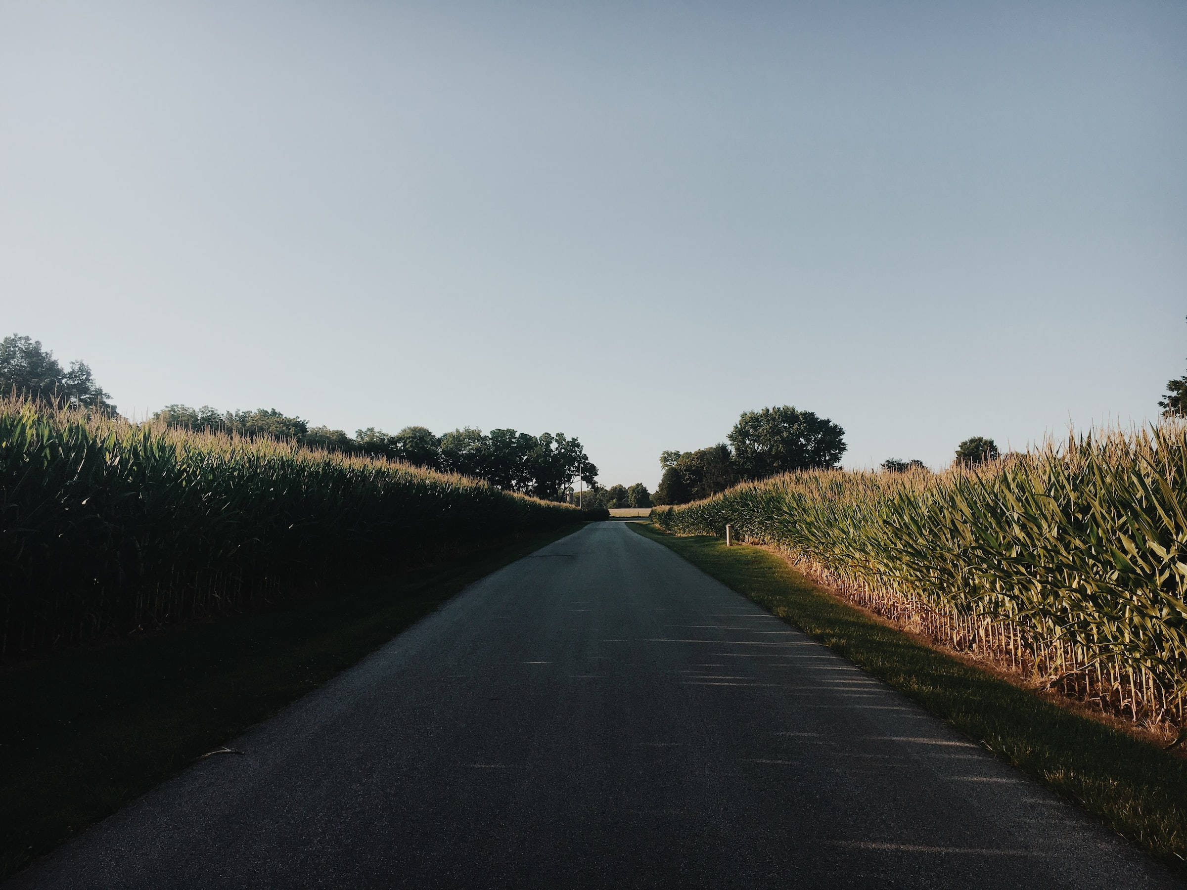 Road 桌布 壁紙 — 在黃金時段，一條寧靜的瀝青路在高高的玉米田之間延伸，上方是廣闊的淡藍色天空。