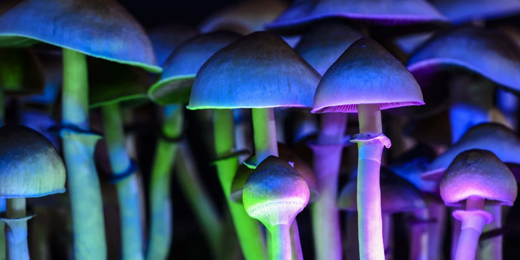 Magic Mushroom 桌布 壁紙 — 在黑暗森林地面環境中，霓虹燈照亮帶有藍色和綠色色調的發光蘑菇。