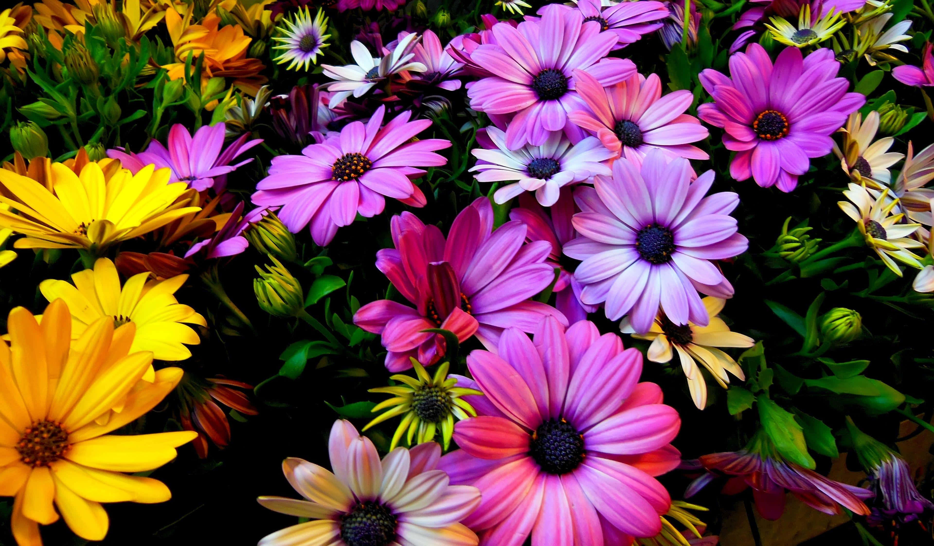 Daisy 桌布 壁紙 — 在黑色背景上，一束充滿活力的紫色、粉紅色和黃色雛菊，帶有深色花心和茂盛的綠葉。