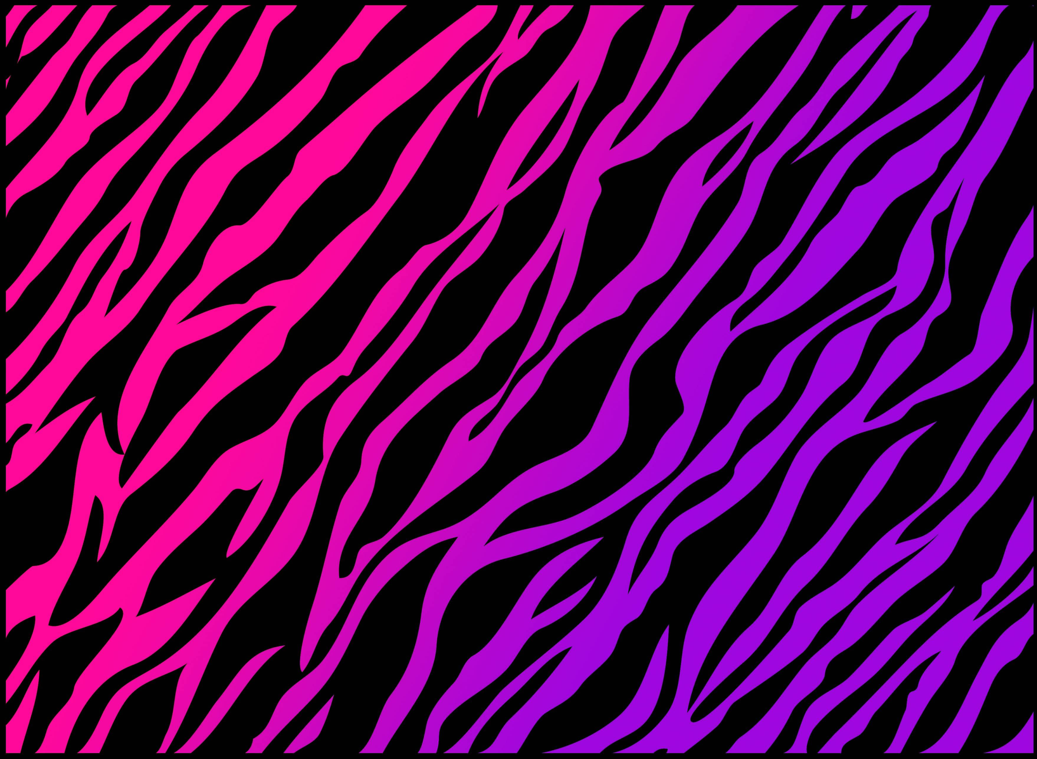 fur 桌布 壁紙 — 在黑色背景上，充滿活力的粉紅色和紫色斑馬條紋創造出大膽的圖案。