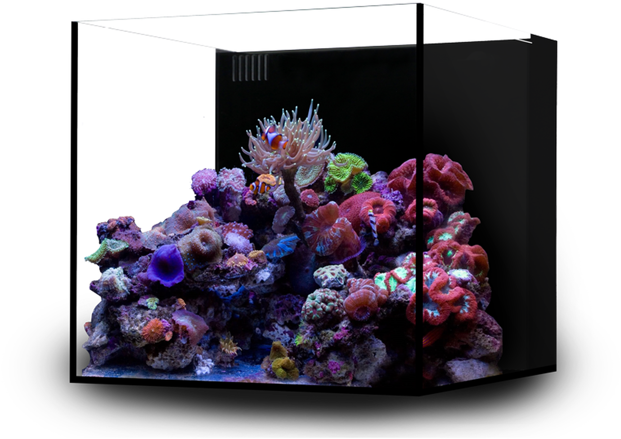 Aquarium 桌布 壁紙 — 在黑色背景下，水族箱燈光照射下閃耀的小丑魚和海葵組成的 vibrant 珊瑚礁。