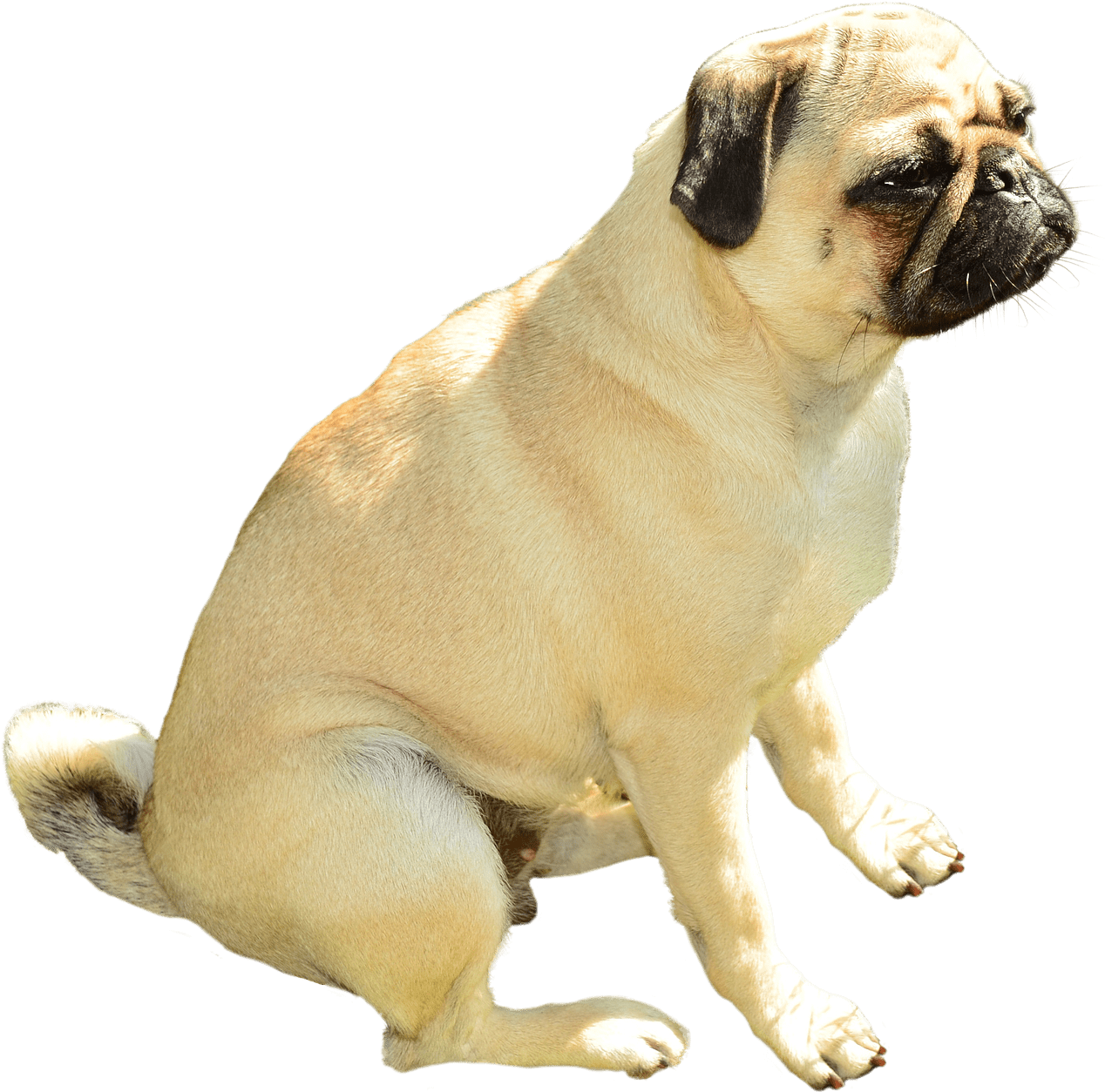 坐姿巴哥犬透明背景 壁紙