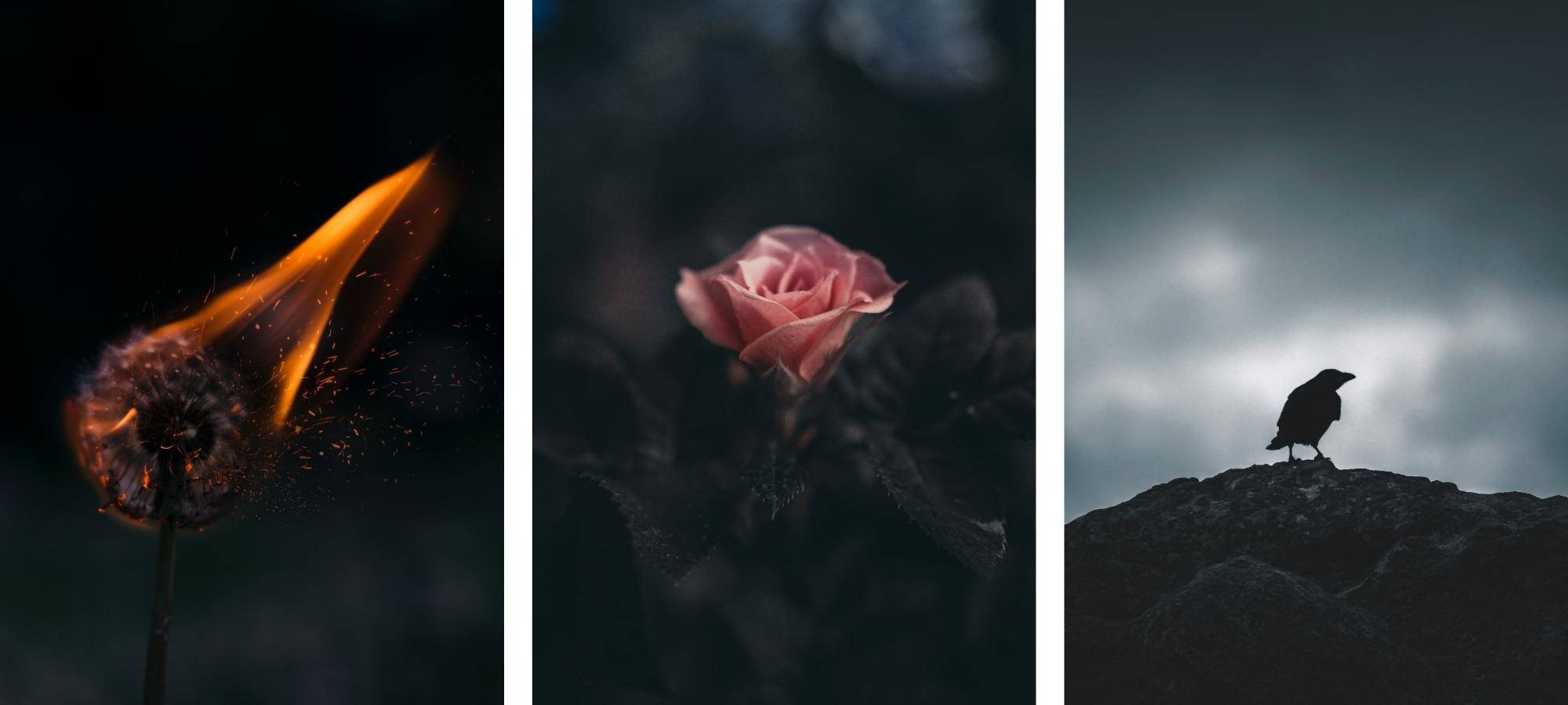 Goth Aesthetic 桌布 壁紙 — 垂死的火焰在黑暗中迸發火花，一朵精緻的粉紅玫瑰在陰影中綻放，一隻烏鴉棲息在風暴天空下的岩石山峰上。