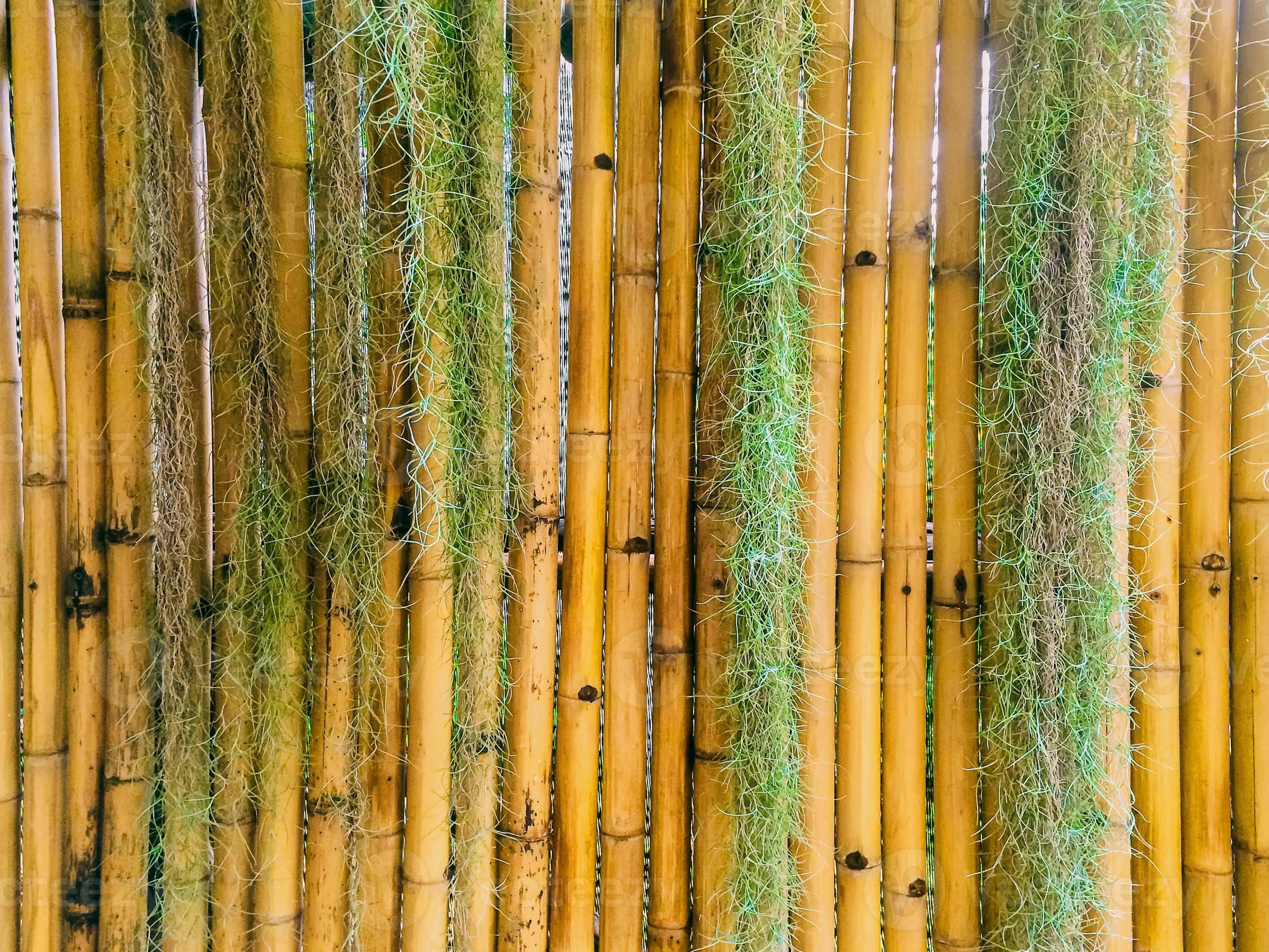 自然 桌布 壁紙 — 垂直竹莖形成帶紋理的圍欄，飾有層疊的綠色和乾燥苔蘚絲。