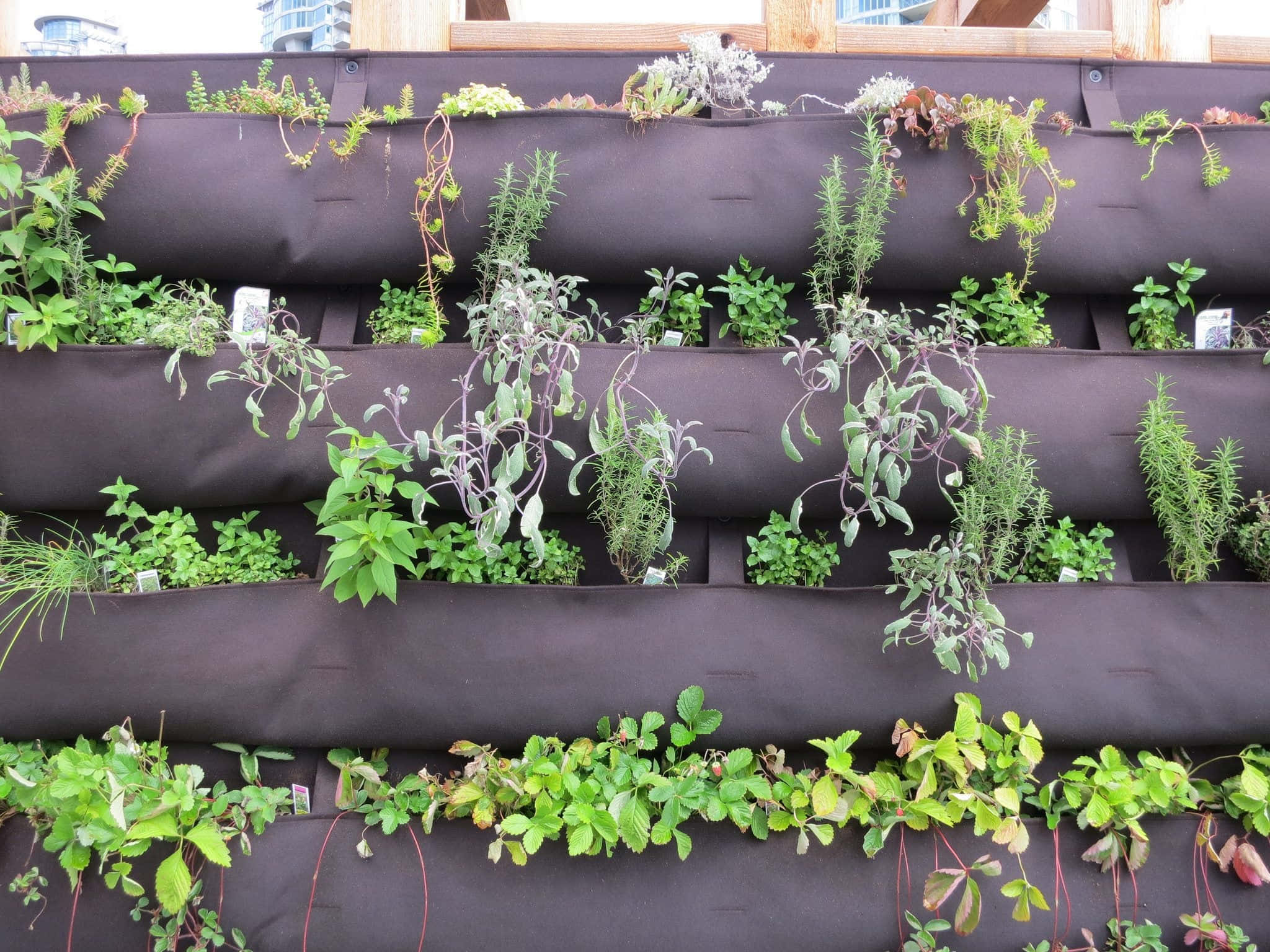 Herb Garden 桌布 壁紙 — 垂直花園，木牆上的黑色布袋中長滿茂盛的綠色香草和草莓。