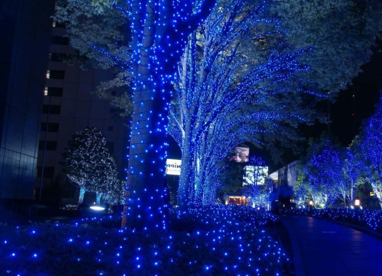 聖誕節 桌布 壁紙 — 城市公園中的樹木在漆黑的夜空下閃爍著充滿活力的藍色童話燈光。