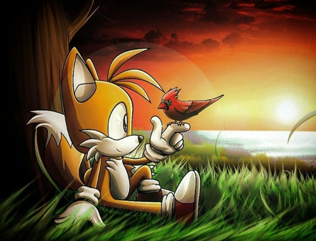Tails 桌布 壁紙 — 塔爾斯靜靜地坐在草地上，抱著一隻紅衣主教鳥，身後是熾熱的夕陽。