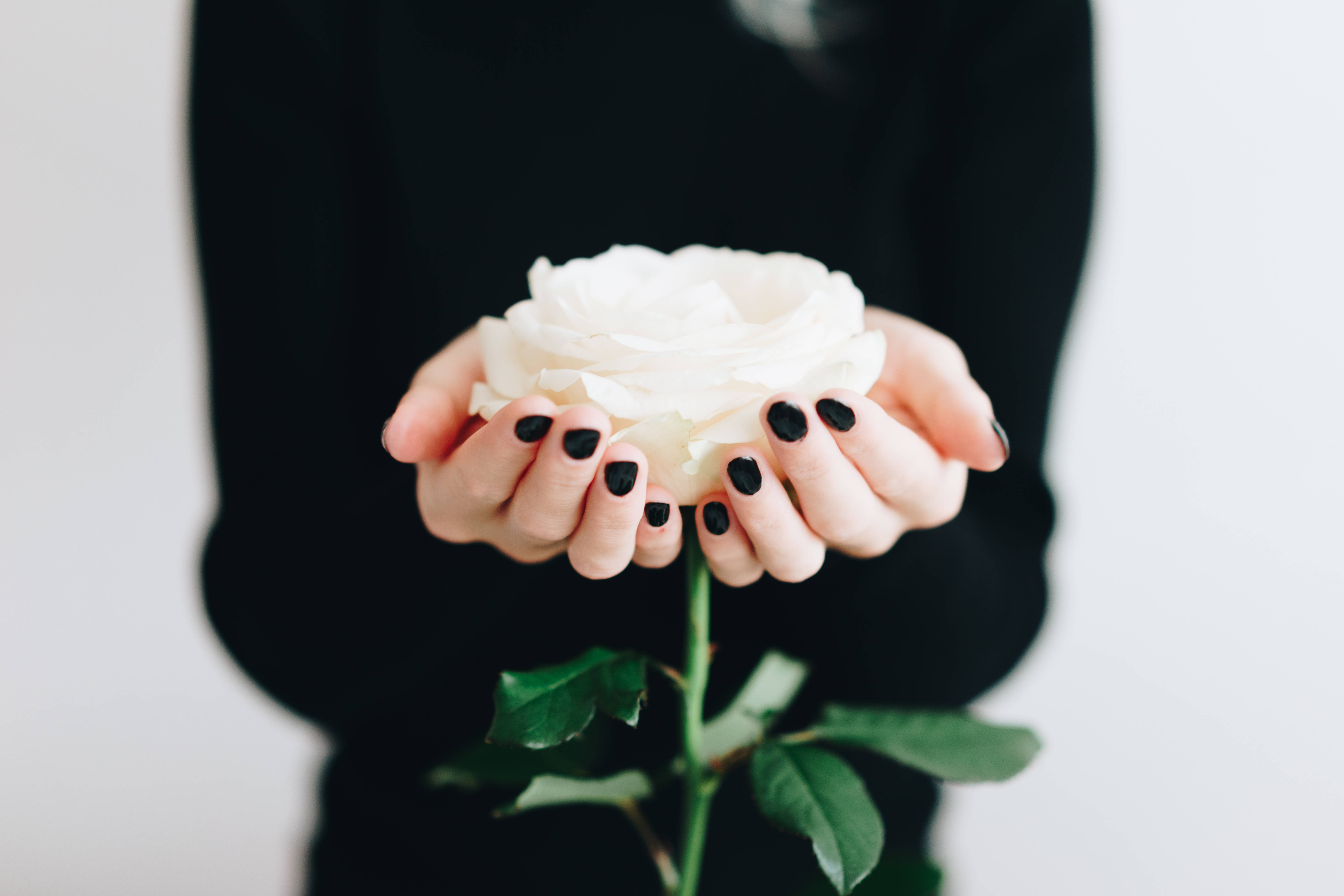 rose aesthetic phone 桌布 壁紙 — 塗上黑色指甲油的雙手，在柔和的白色背景上輕托一朵純潔的白玫瑰。