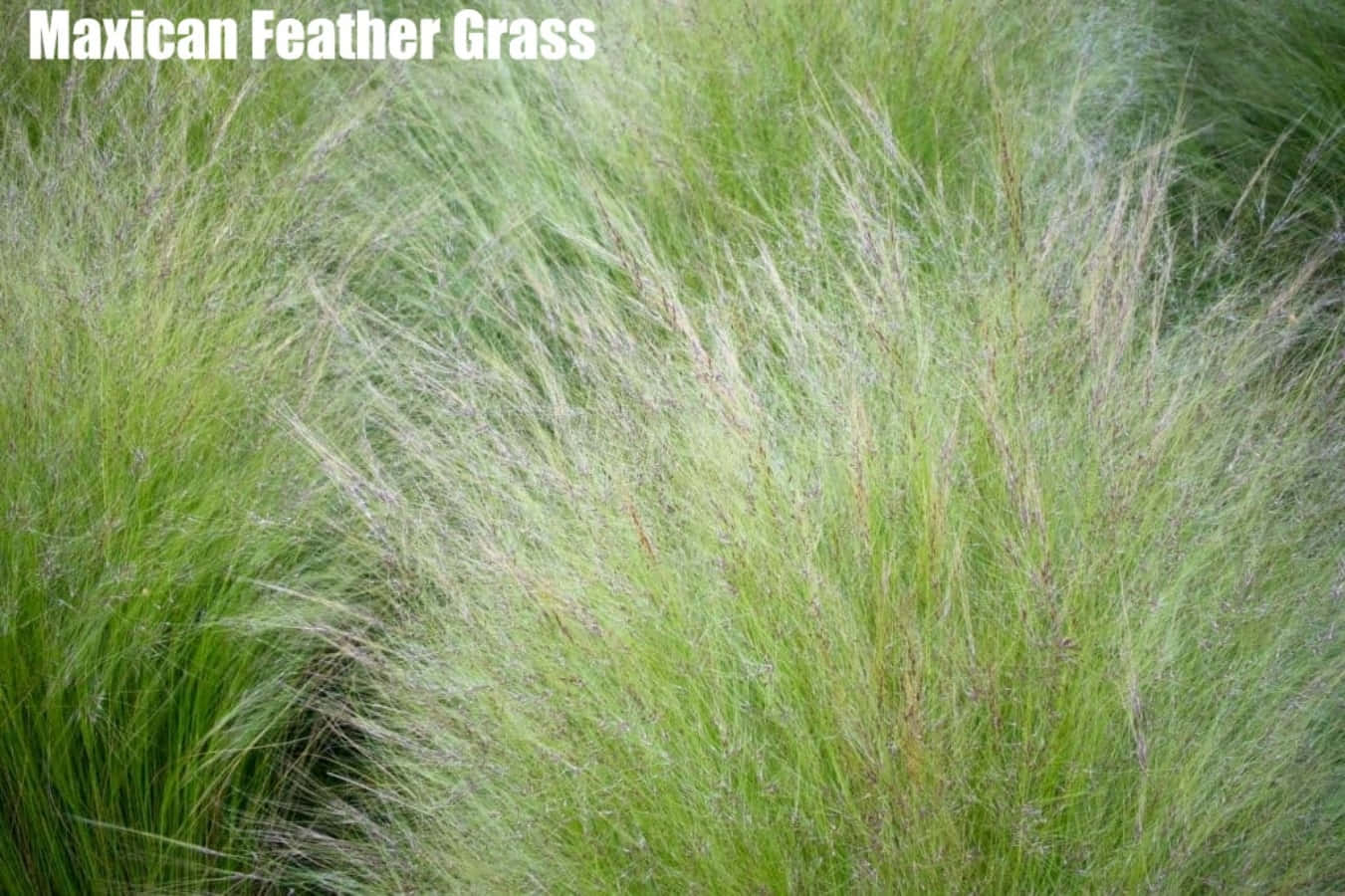 Grass 桌布 壁紙 — 墨西哥羽毛草的柔軟羽狀穗在自然光下於翠綠田野中輕輕搖曳。