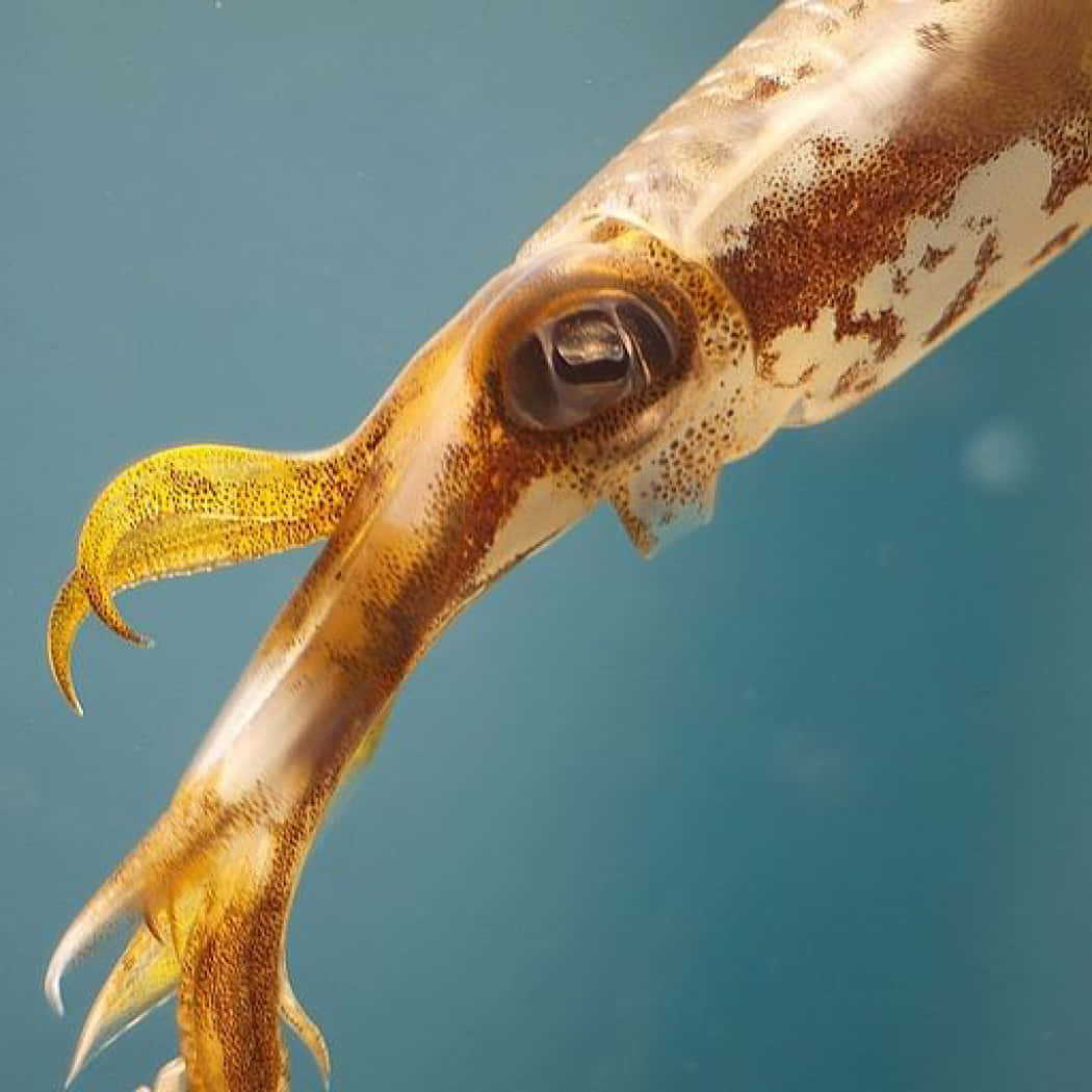 squid 桌布 壁紙 — 墨魚頭部在水中的特寫，顯示其大眼睛和斑點皮膚，背景為藍色海水。