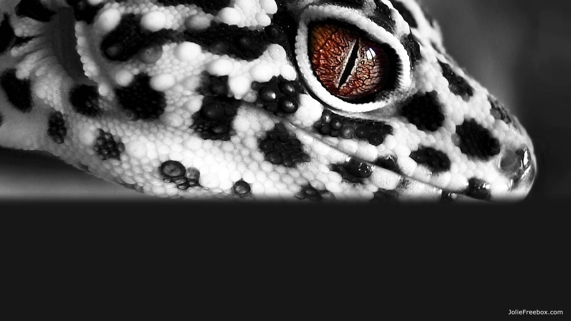 Leopard Gecko 桌布 壁紙 — 壁虎頭部特寫，帶有引人注目的黑白斑點皮膚和鮮明的琥珀色眼睛。