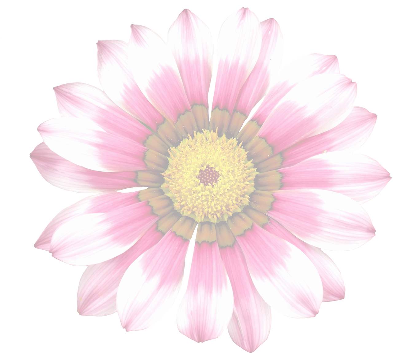 夏日雛菊，生機盎然 壁紙