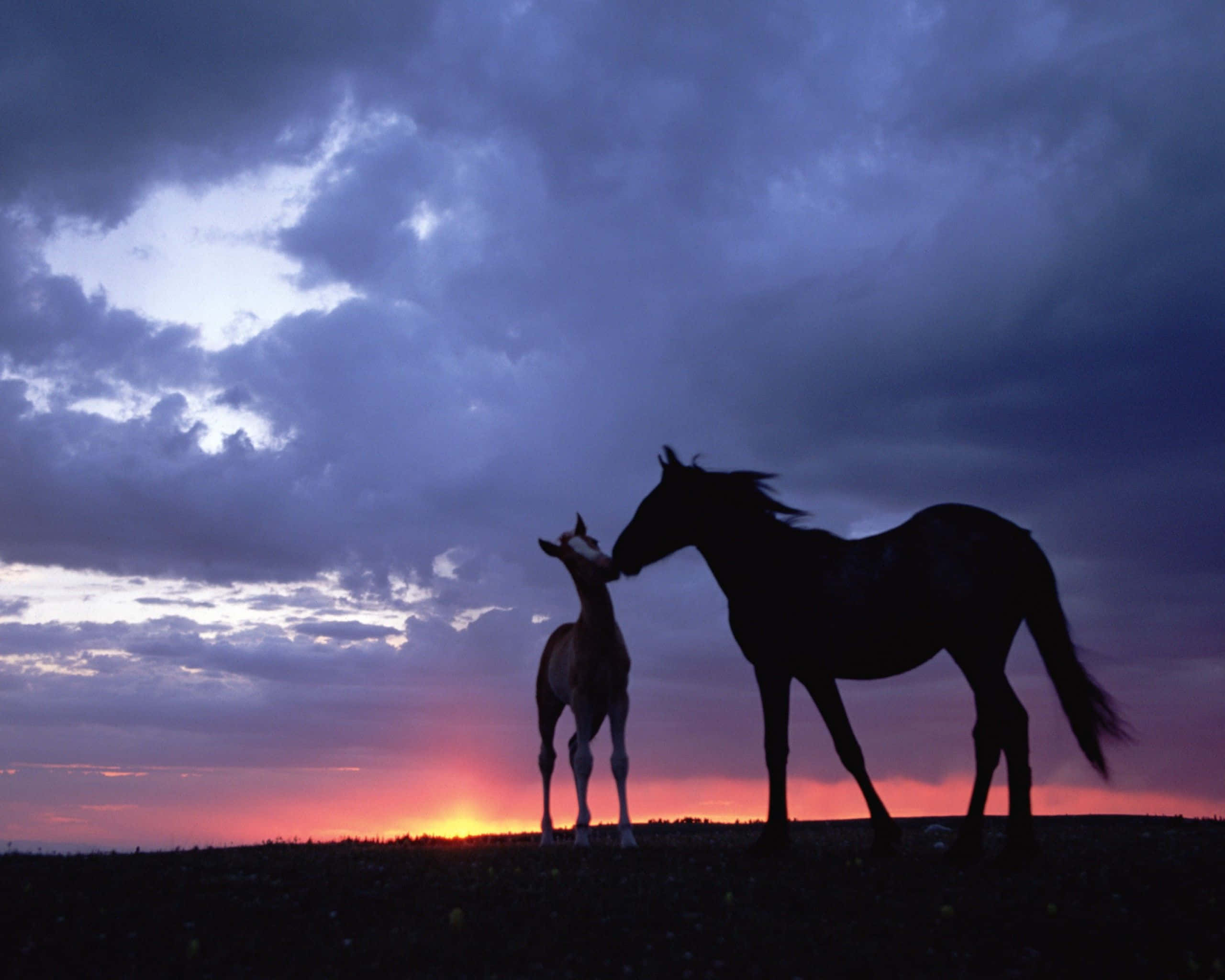 Pretty Horse 桌布 壁紙 — 夕陽下，母馬和馬駒的剪影站在山丘上，它們的輪廓在戲劇性的紫色和橙色天空中顯現。