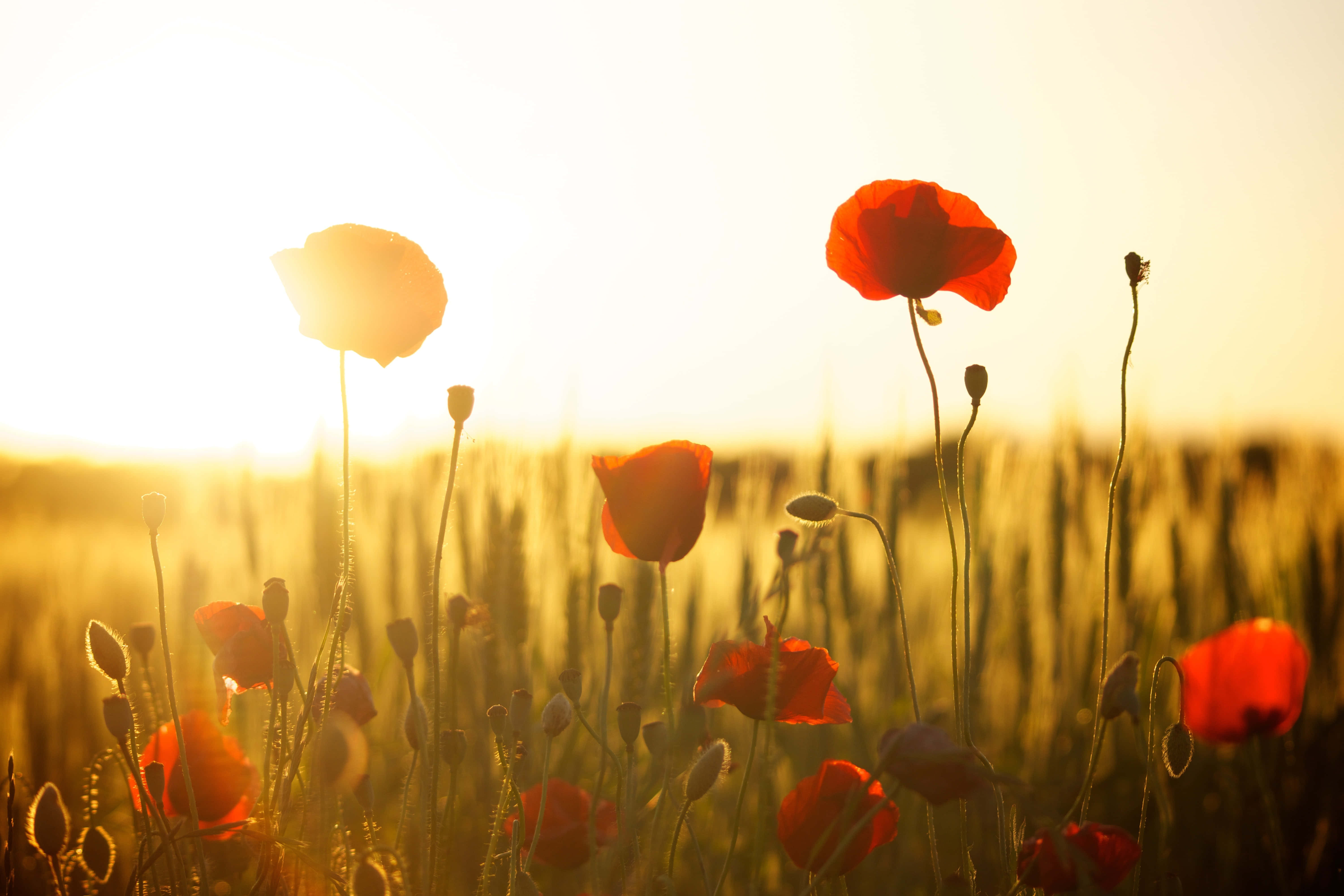 Poppy Field 桌布 壁紙 — 夕陽下，金黃麥田裡盛開著鮮豔的紅色罌粟花，溫暖的逆光營造出柔和的剪影。