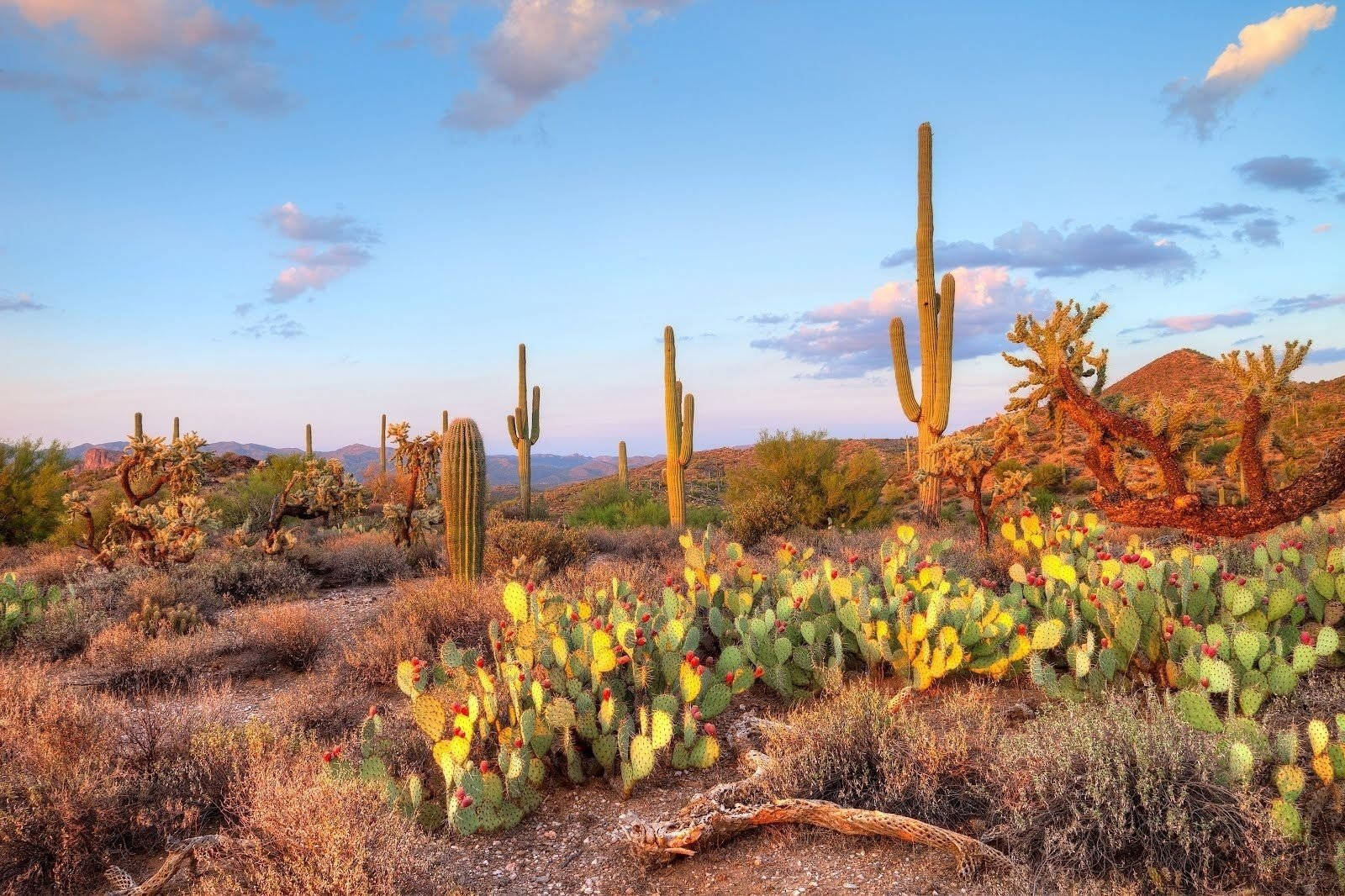 Arizona 桌布 壁紙 — 夕陽以溫暖的光線沐浴沙漠景觀，突顯高大的薩瓜羅仙人掌和盛開的刺梨仙人掌，在柔和的藍天和散落的雲朵下。