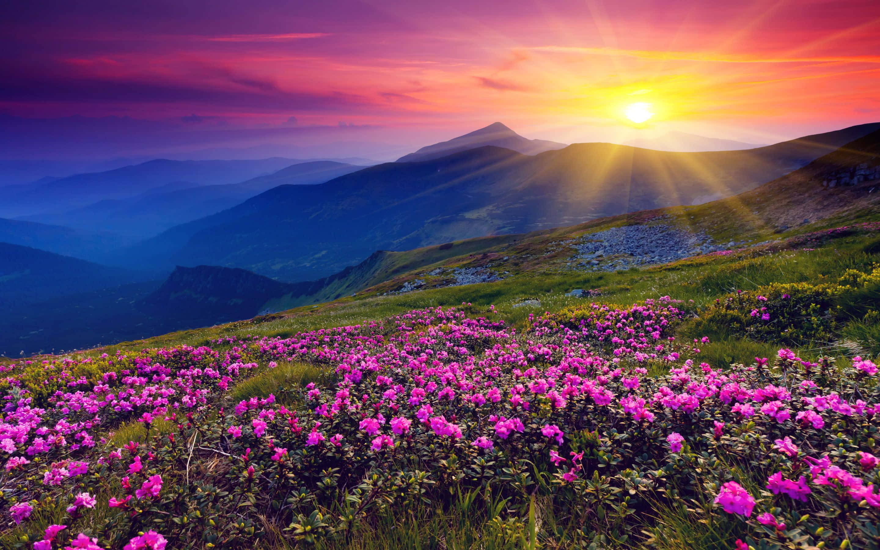 山景 桌布 壁紙 — 夕陽以火熱色調沐浴山脊，鮮豔的粉紅色花朵在草地前景中盛開。